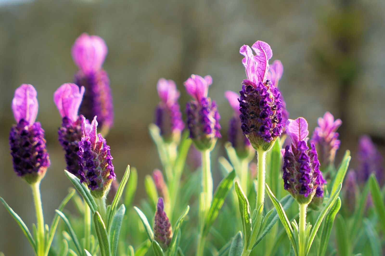 Sony a7 II sample photo. Lavender, flower, purple photography