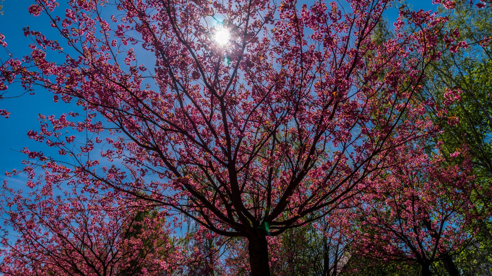 Sony Alpha a5000 (ILCE 5000) sample photo. Tree, season, nature photography