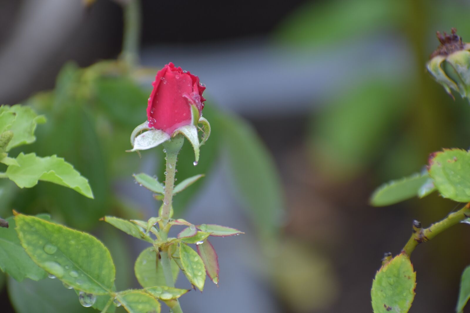 Nikon D5600 sample photo. Red rose, bud, flower photography
