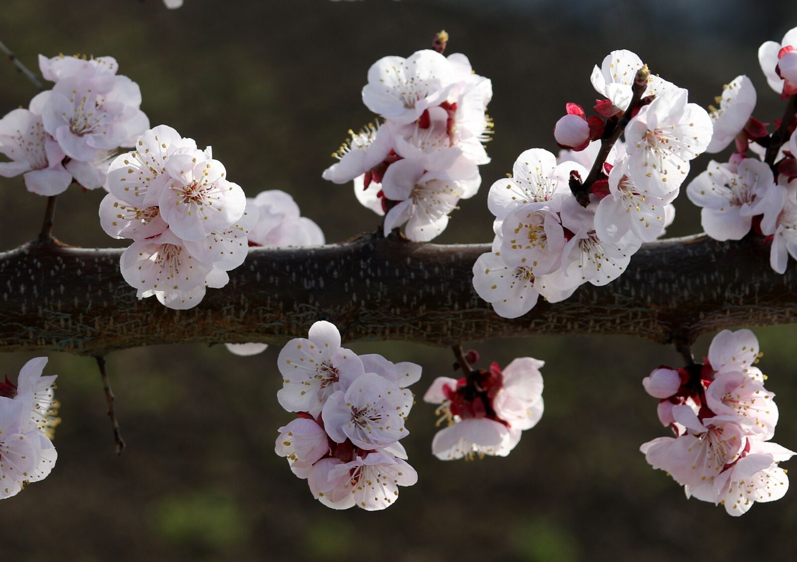 Canon EF-S 60mm F2.8 Macro USM sample photo. Flowers, white, spring photography