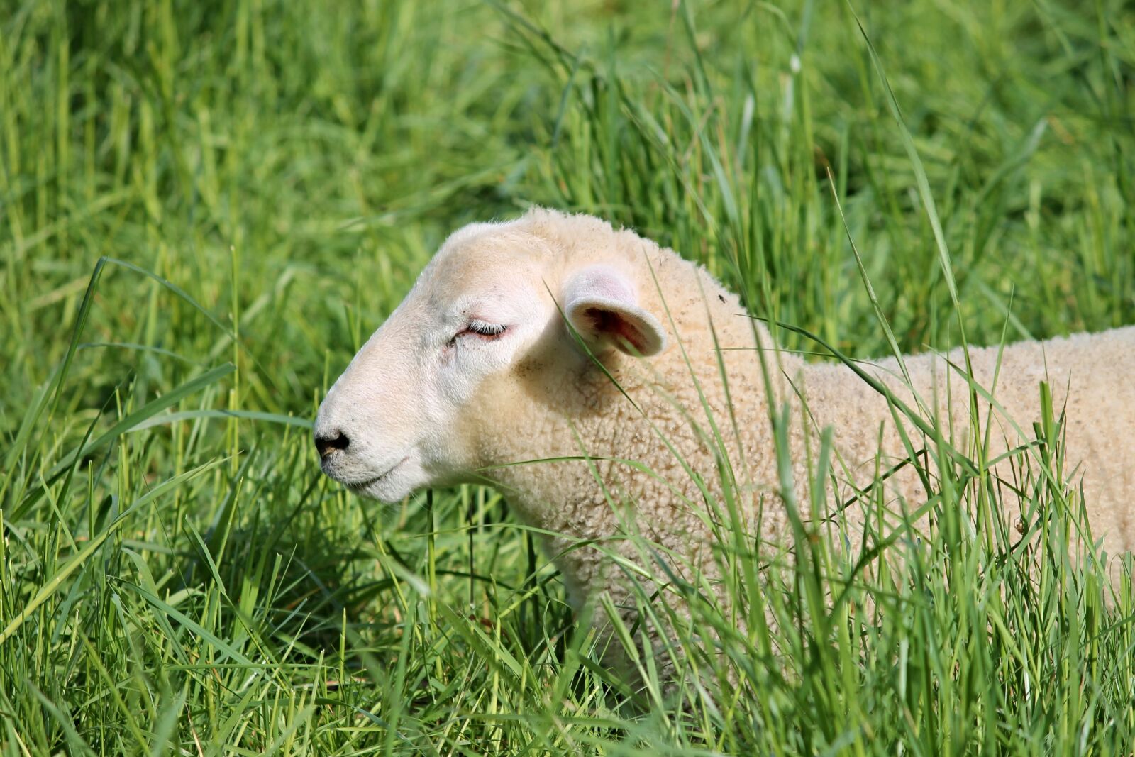 Canon EOS 1100D (EOS Rebel T3 / EOS Kiss X50) sample photo. Lamb, sheep, schäfchen photography