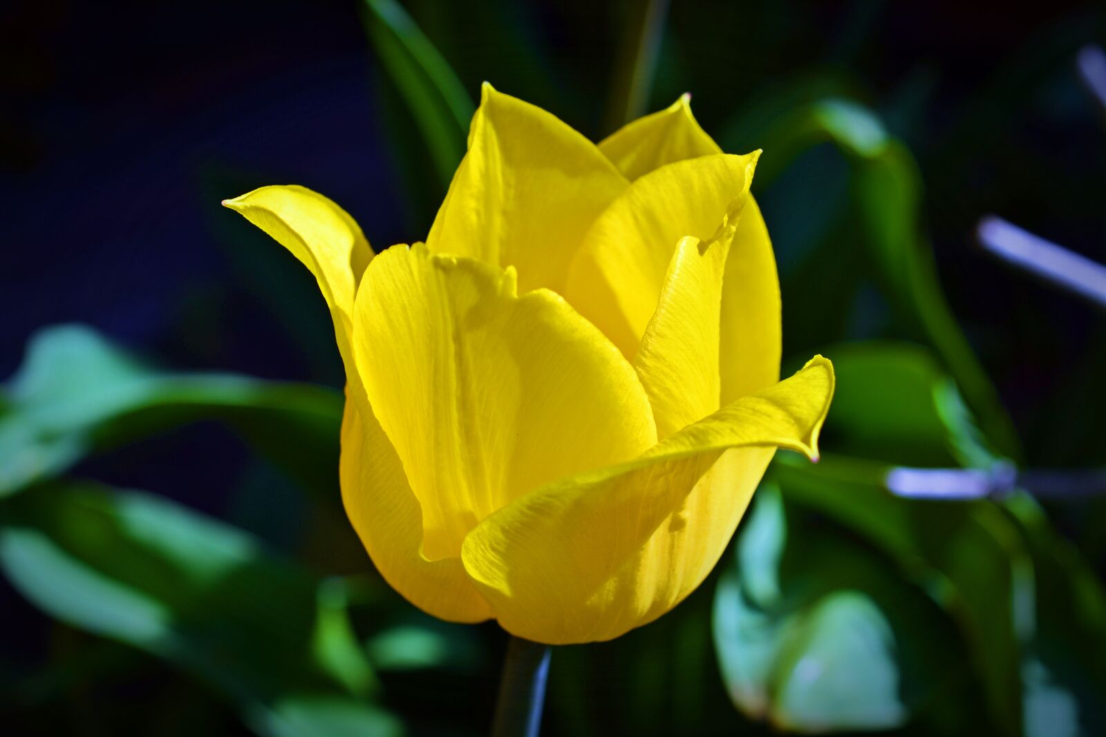 Nikon D5200 sample photo. Tulip, nature, flower photography