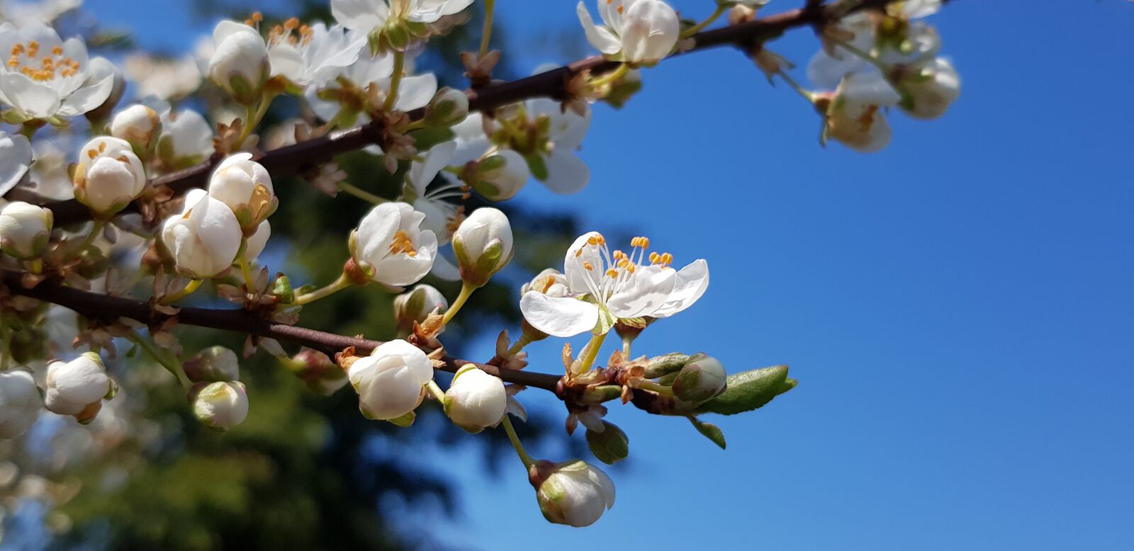 Samsung Galaxy S8 sample photo. Spring, spring trees, garden photography