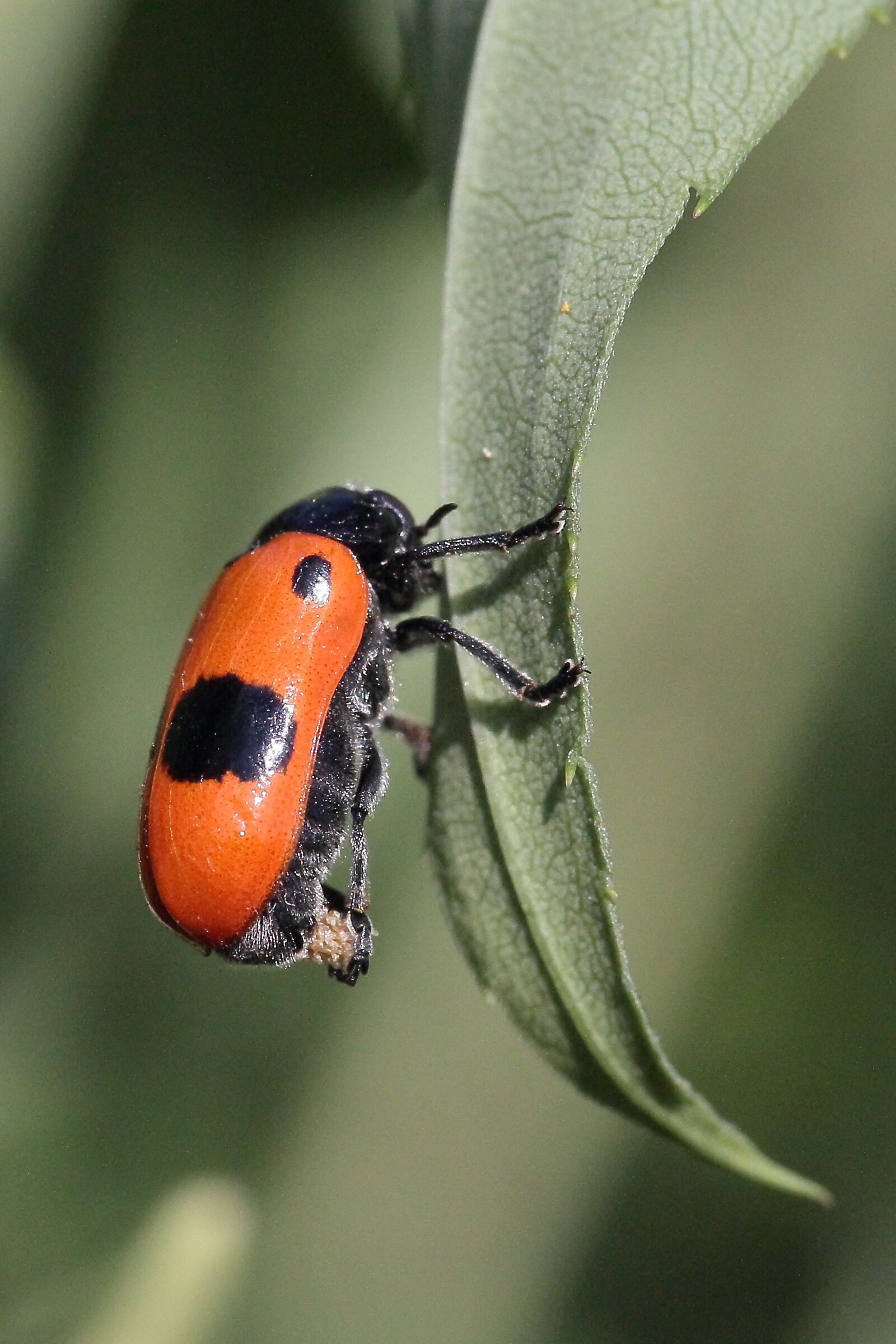 Canon EF-S 60mm F2.8 Macro USM sample photo. Leaf, beetle, egg laying photography