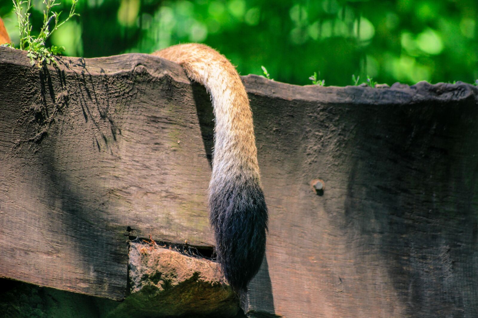 Canon EOS 600D (Rebel EOS T3i / EOS Kiss X5) sample photo. Lion, tail, animal photography