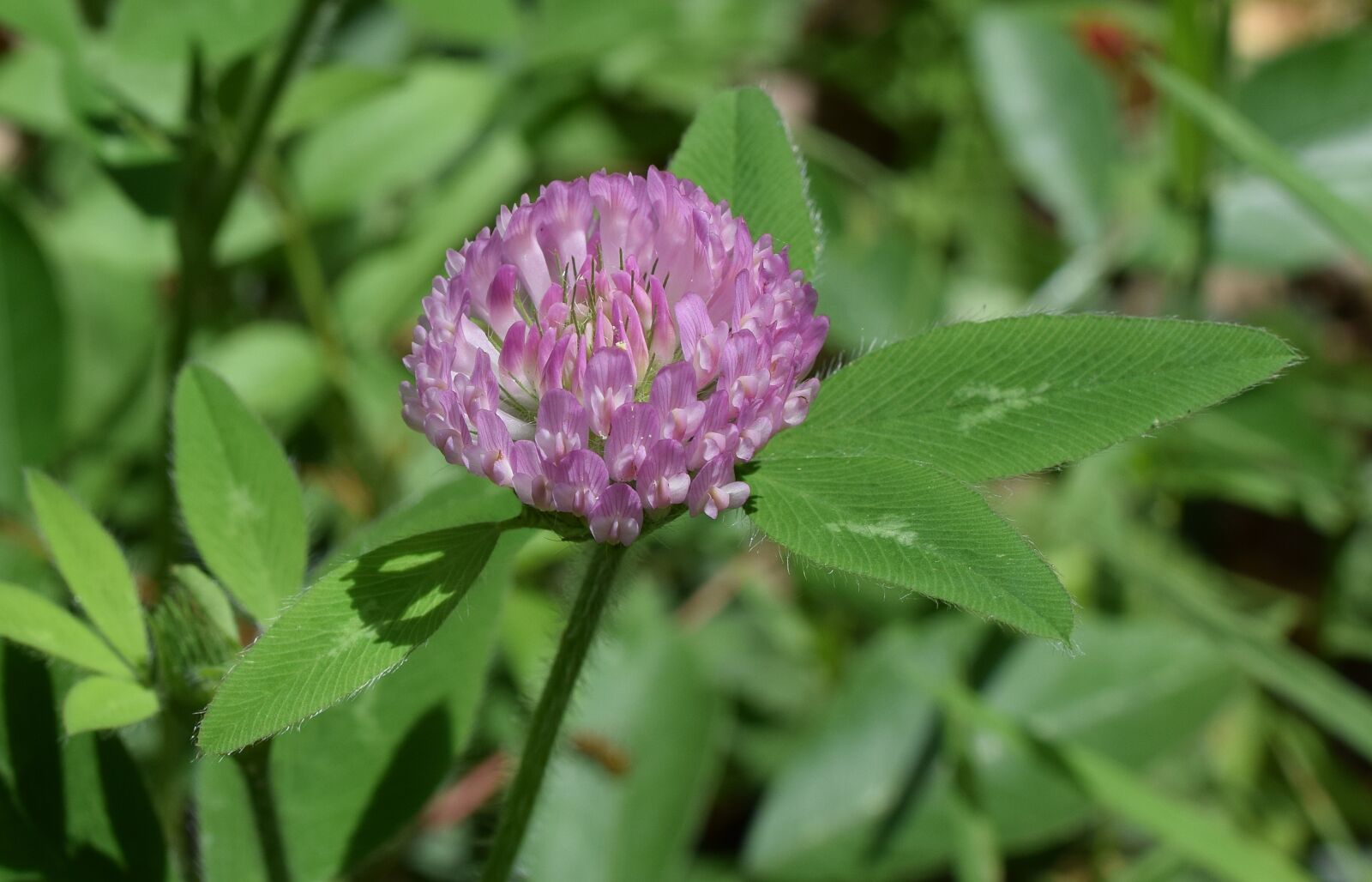 Nikon D3300 sample photo. Purple clover, blossom, bloom photography