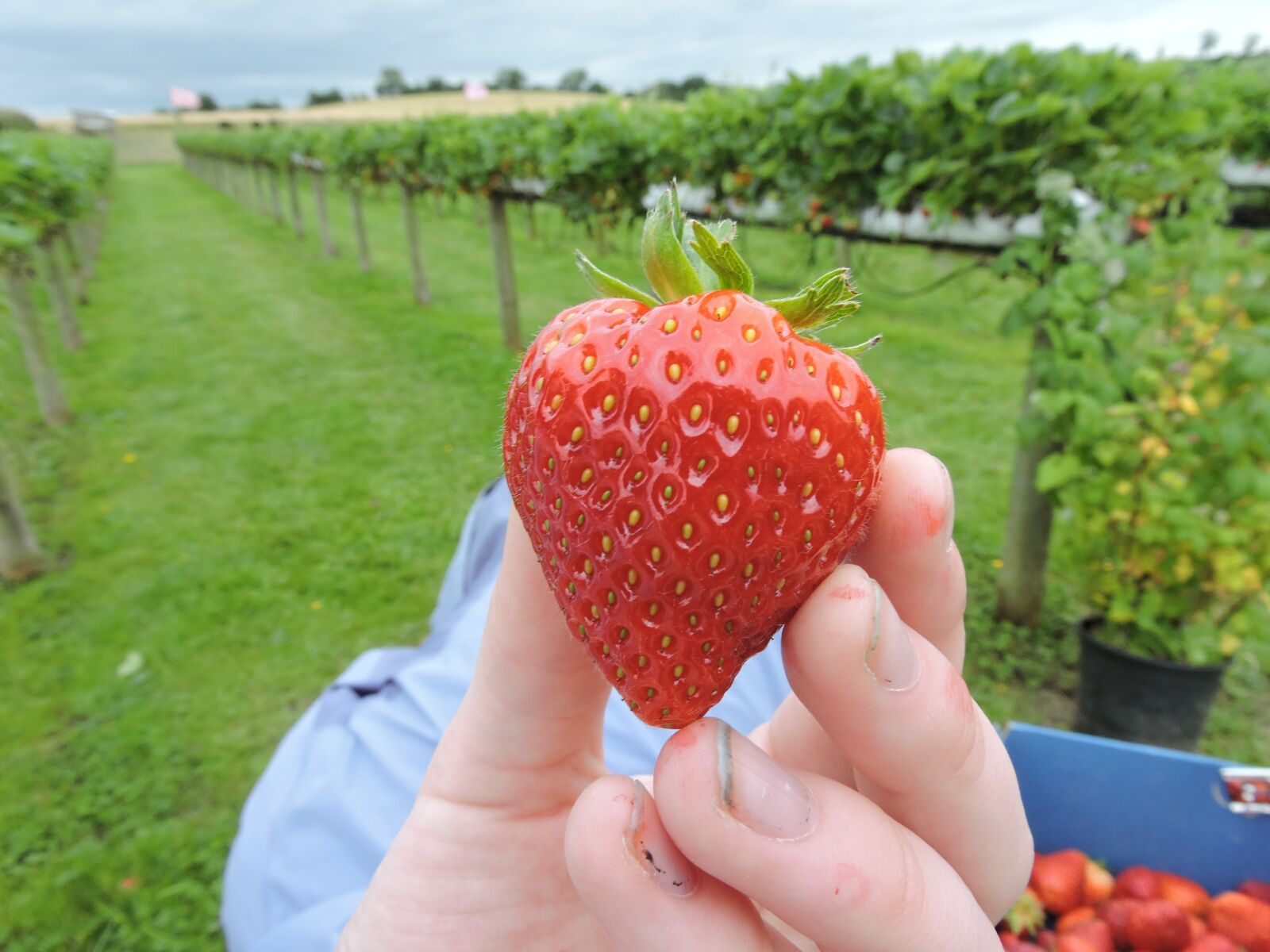 Nikon Coolpix P600 sample photo. Strawberry, picking, berry photography