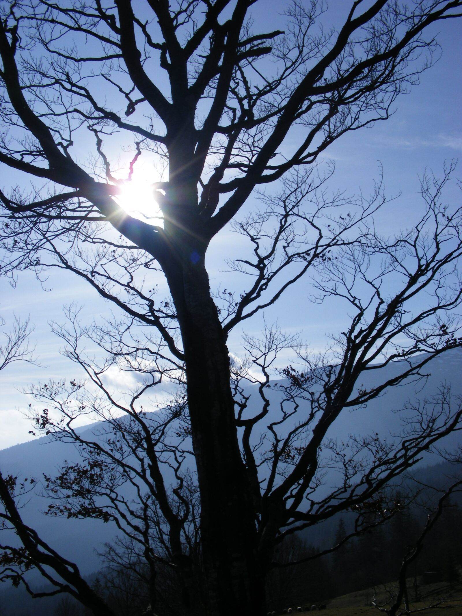 Fujifilm FinePix S5800 S800 sample photo. пейзаж, дерево, природа photography