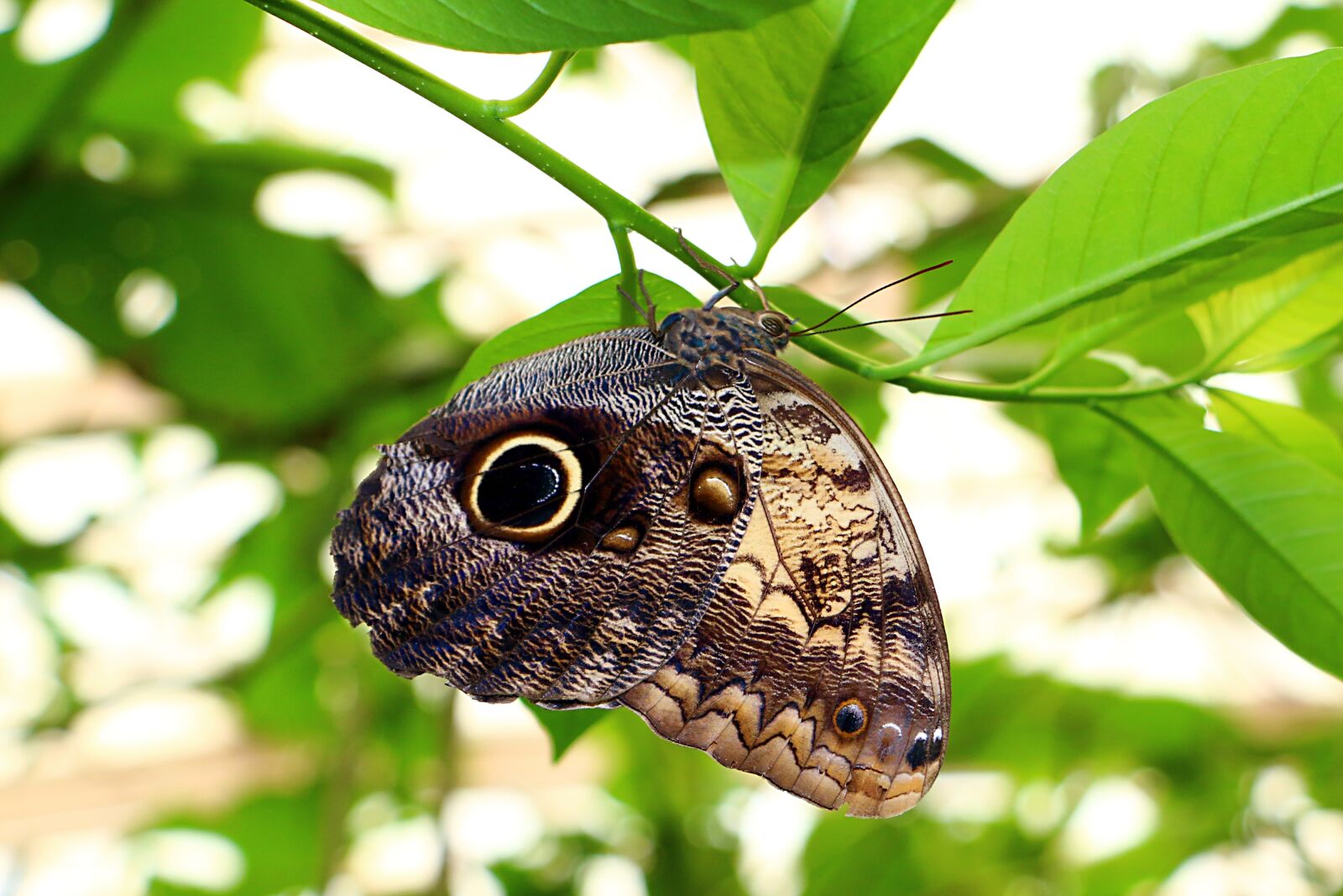 Canon EOS 70D sample photo. Butterfly, nature, insects photography