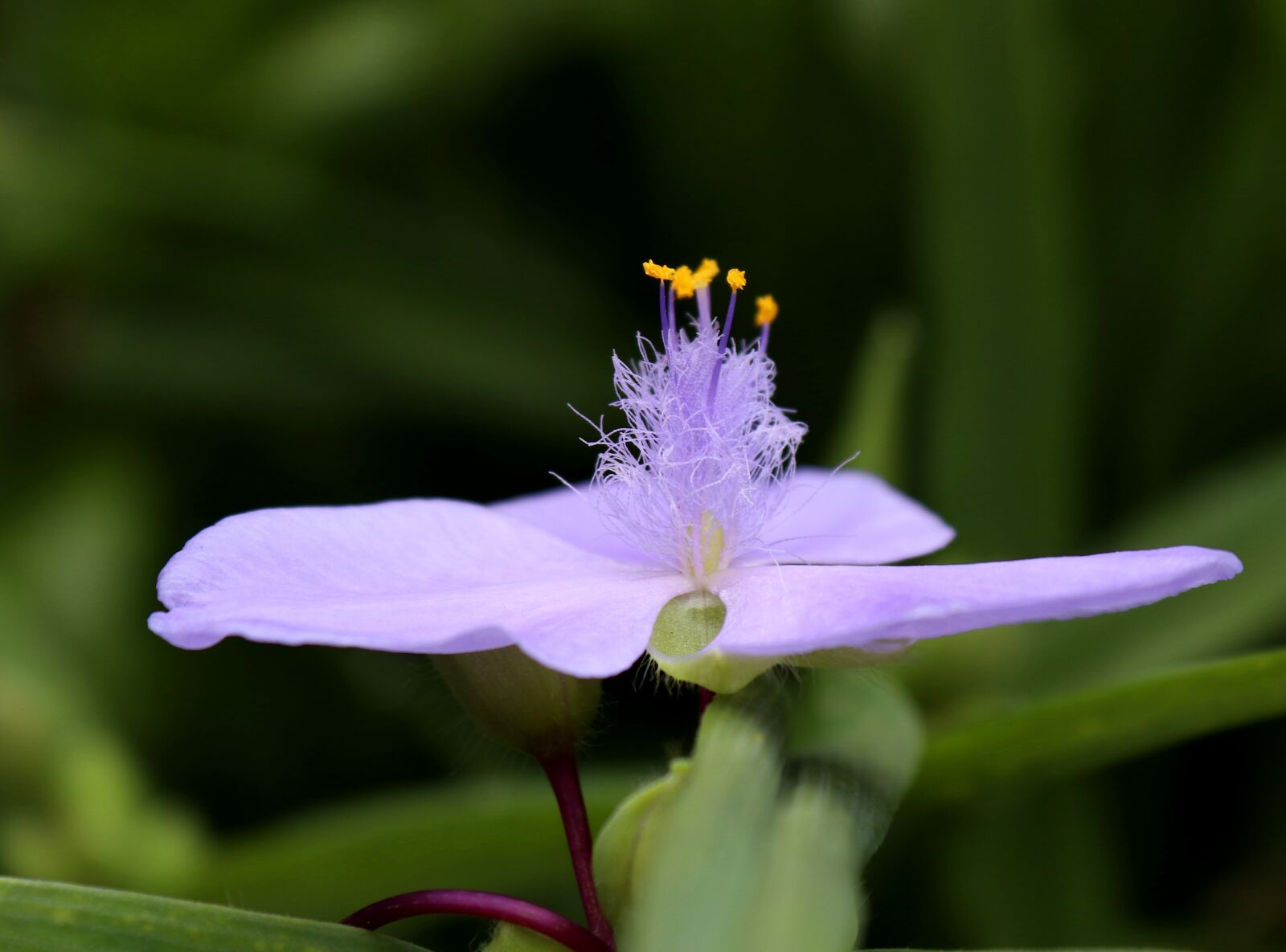Canon EOS 200D (EOS Rebel SL2 / EOS Kiss X9) sample photo. Flower, blossom, bloom photography