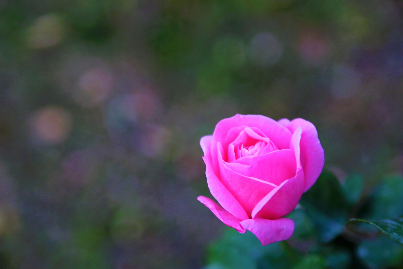 Canon EF 24-105mm F4L IS USM sample photo. Pink, rose, nature photography
