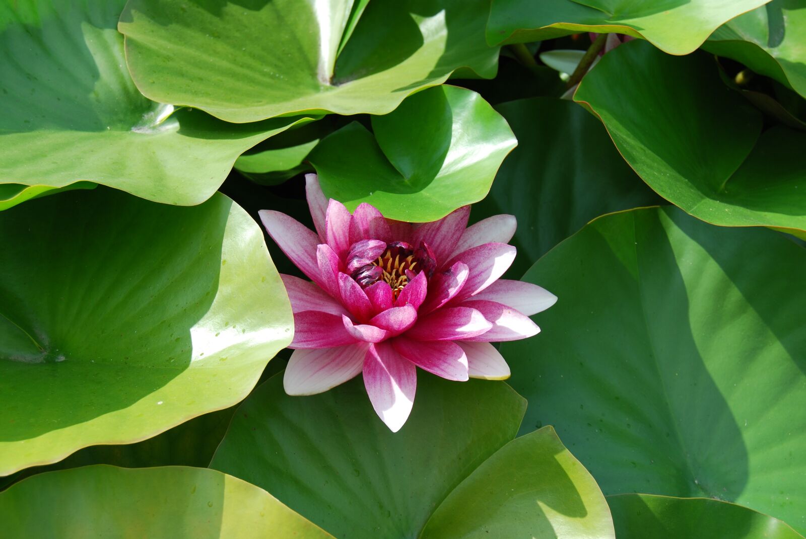 Nikon D60 sample photo. Flower, nature, pond photography