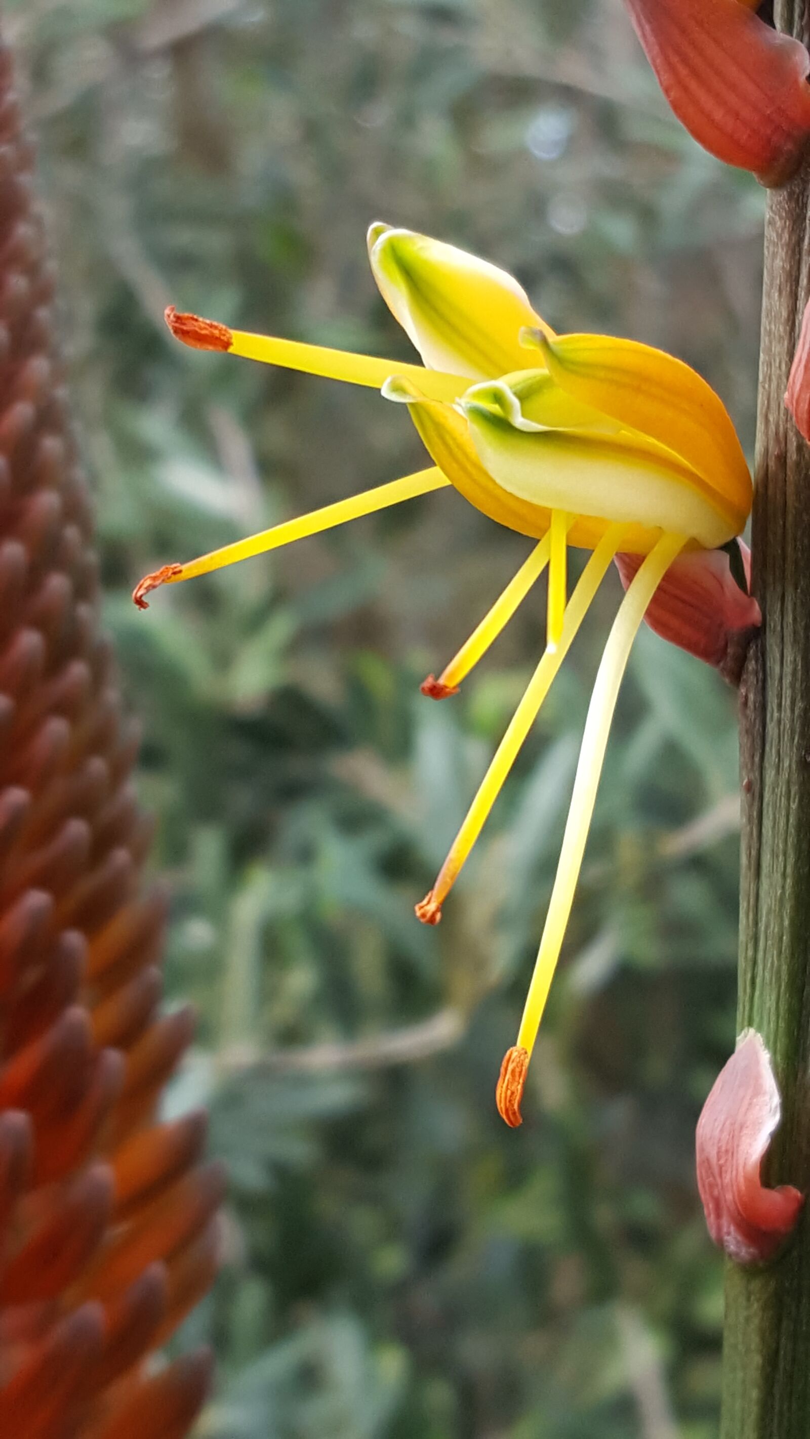 Samsung GALAXY S6 edge sample photo. Flower, pollen, spring photography