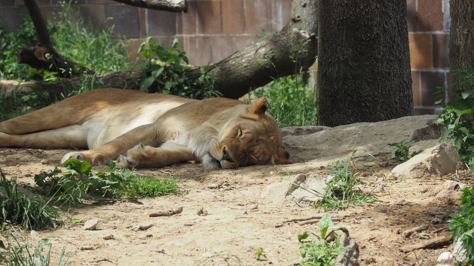 Olympus OM-D E-M10 II sample photo. Lion, sleeping, animal photography