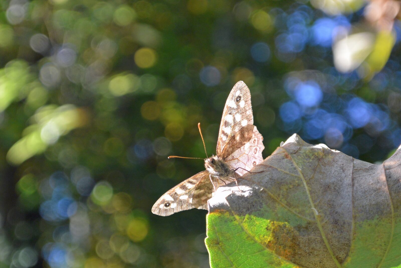 Nikon 1 V2 sample photo. Butterfly, macro, trees photography