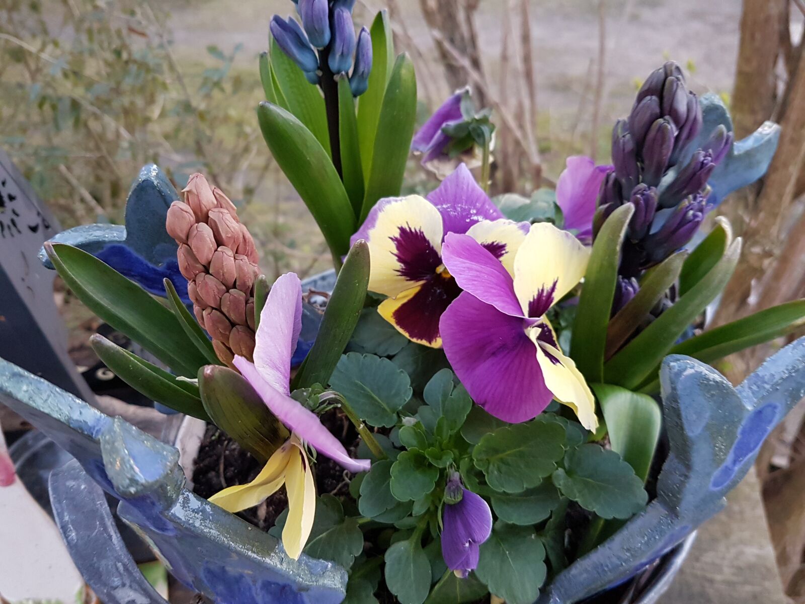 Samsung Galaxy S7 sample photo. Spring, flowers, pansy photography