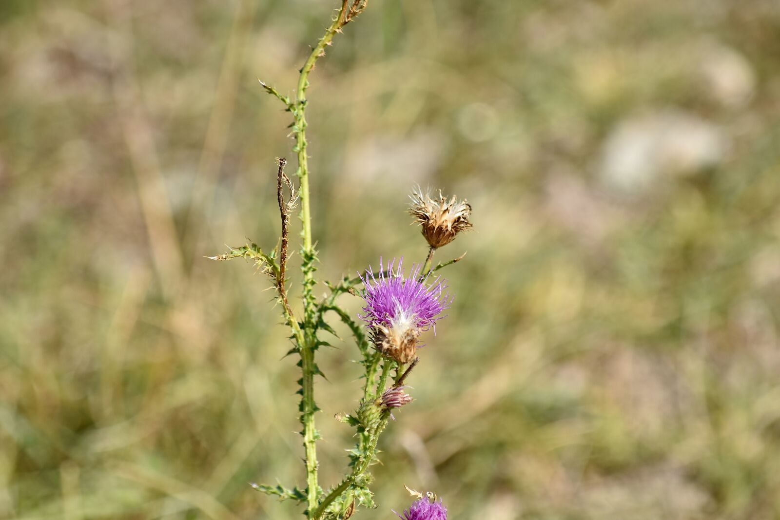 Nikon D5500 sample photo. Purplish, sharp, wildflower, plant photography
