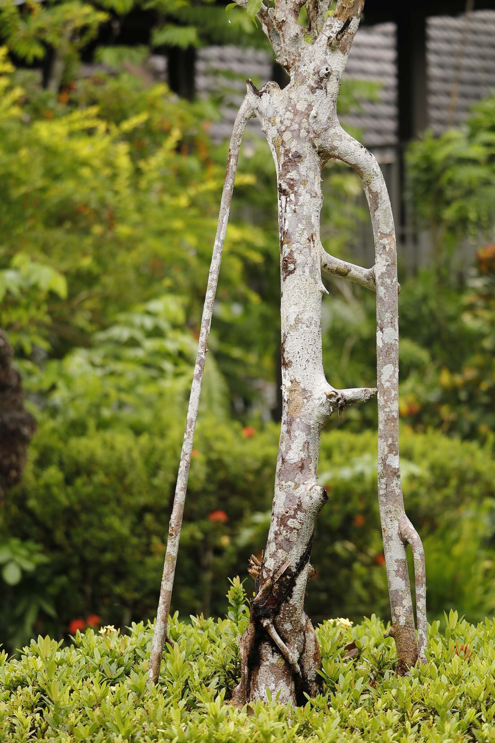 Canon EOS 80D sample photo. Tree, branch, wood photography