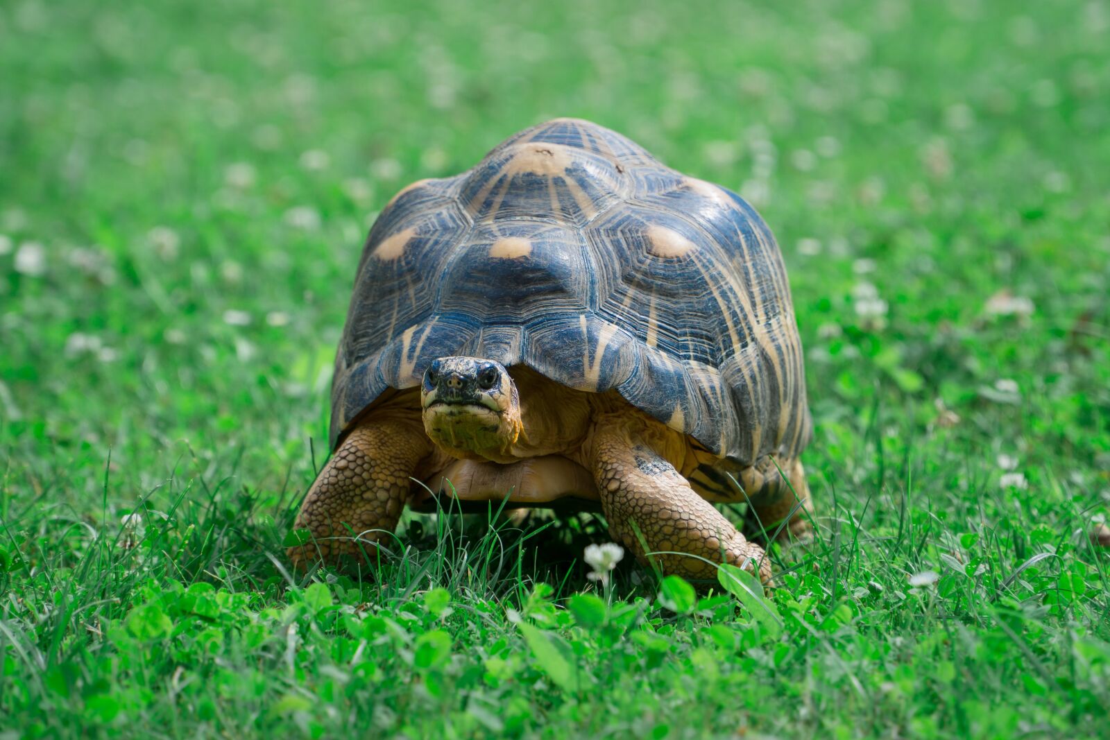 Sony a6000 + Sony E PZ 18-105mm F4 G OSS sample photo. Animal, turtle, zoo photography