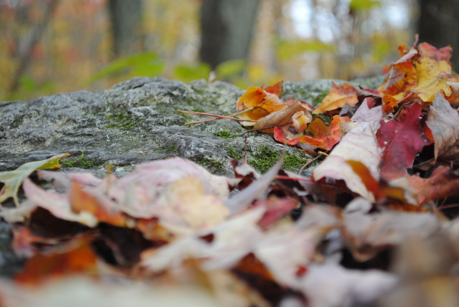 Nikon D3000 sample photo. Rock, leaves, trail photography