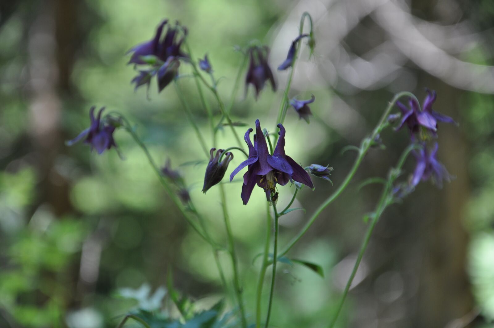 Nikon D90 sample photo. Flower, violet, forest photography
