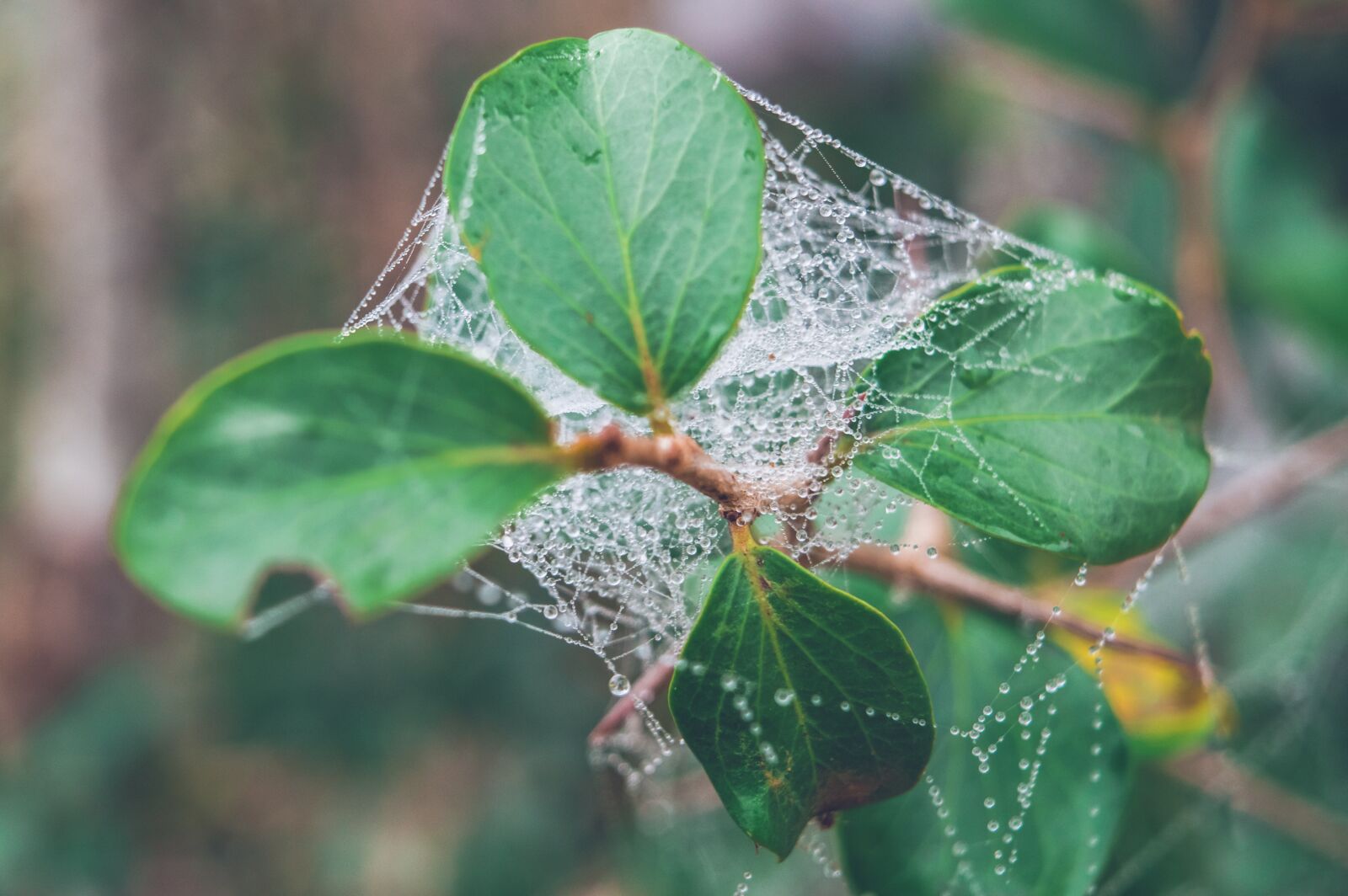 Nikon D3200 sample photo. Thorn, web, nature photography