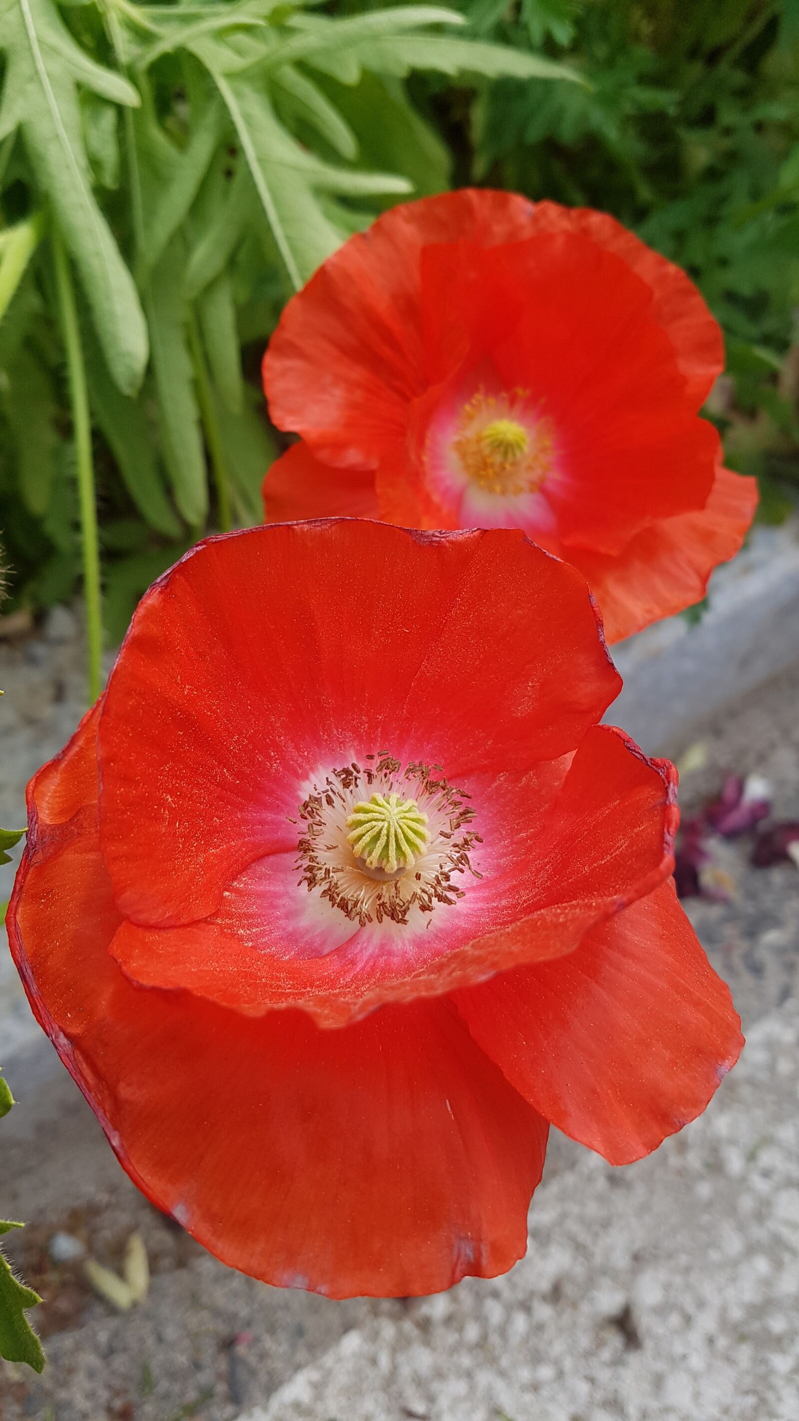 Samsung Galaxy S7 sample photo. Poppy, red, poppies photography