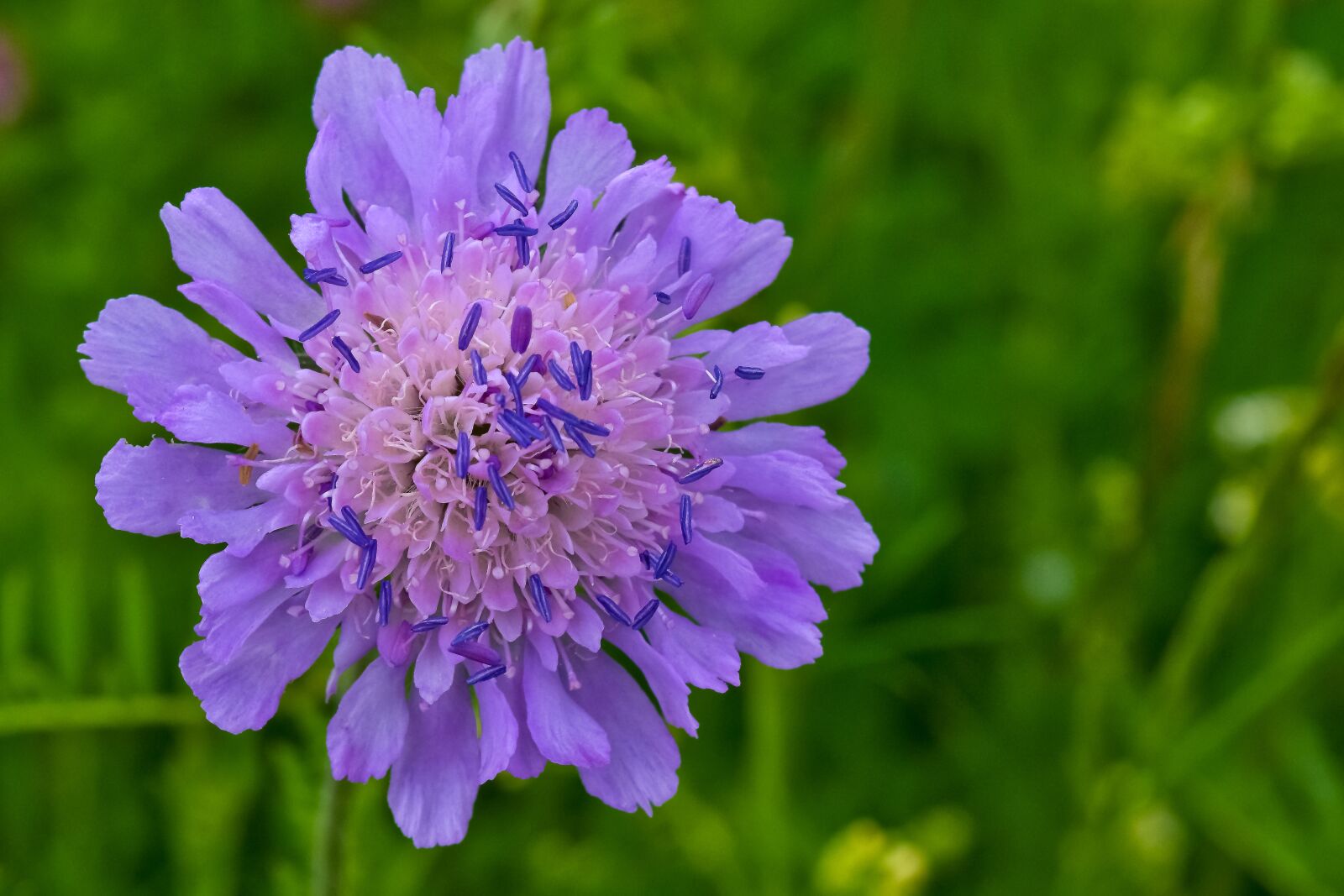Nikon D3300 sample photo. Marsh, flower, nature photography
