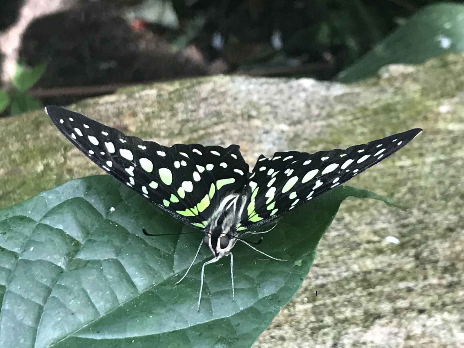 iPhone 7 back camera 3.99mm f/1.8 sample photo. Butterfly, green, nature photography