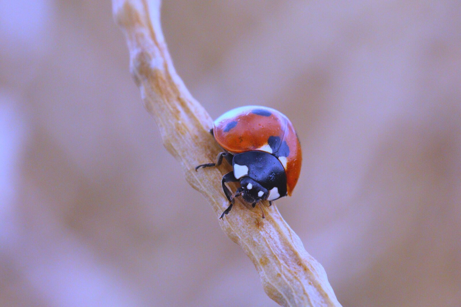 Canon EOS 250D (EOS Rebel SL3 / EOS Kiss X10 / EOS 200D II) sample photo. Ladybug, red, insect photography