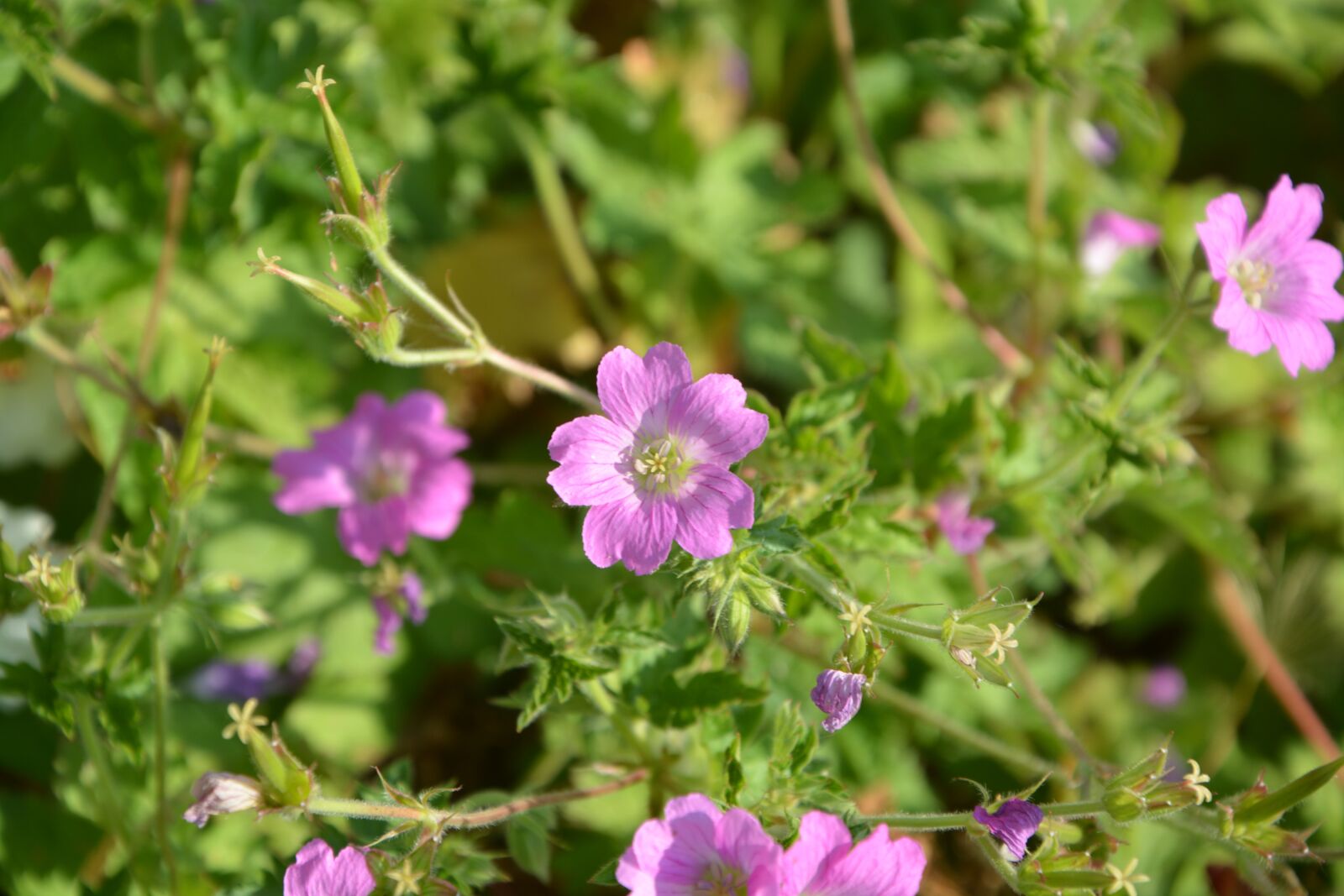 Nikon D5200 sample photo. Purple flowers, garden, plants photography