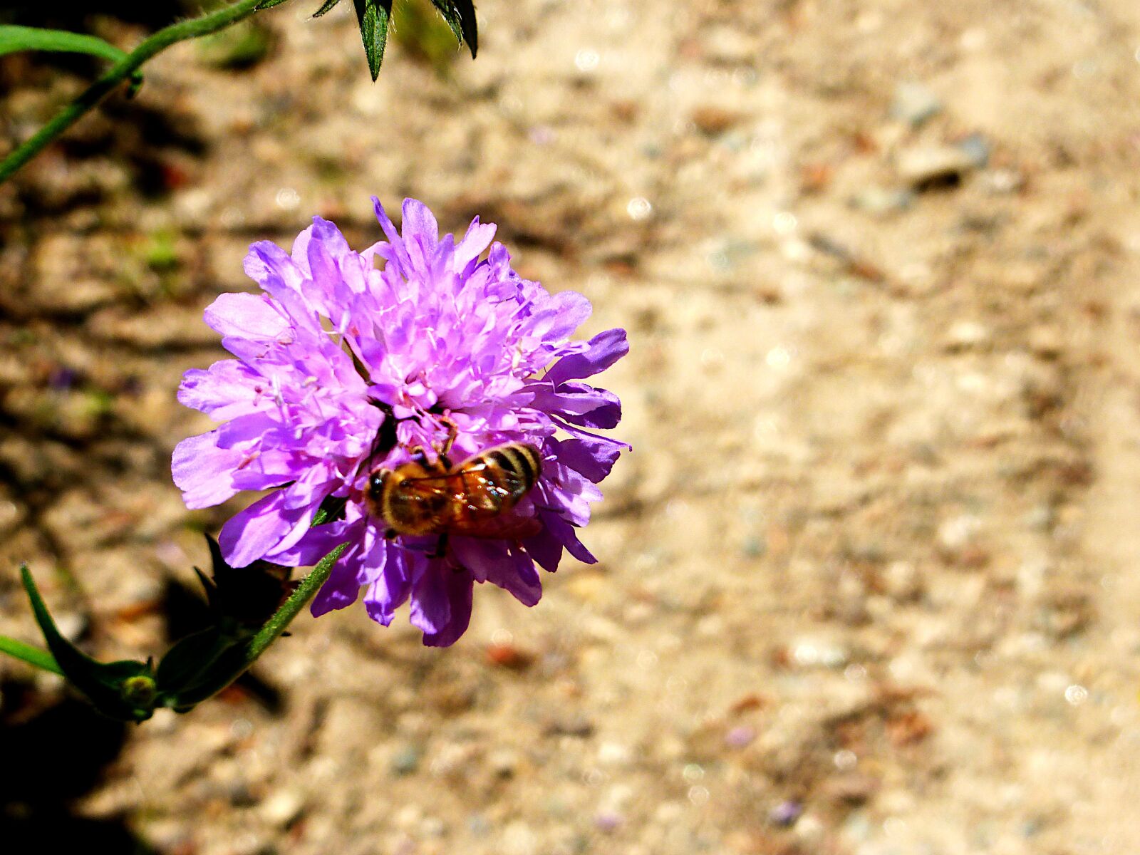 Panasonic Lumix DMC-ZS25 (Lumix DMC-TZ35) sample photo. Flower, insect, bee photography