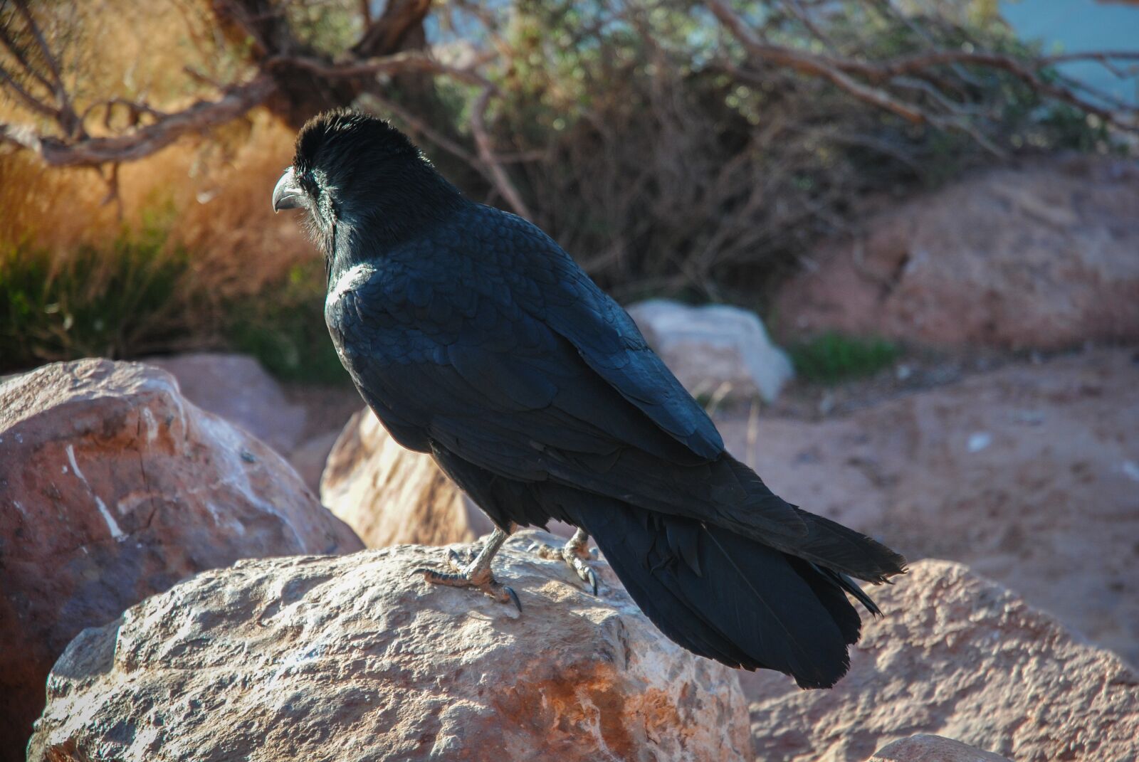 Nikon D3000 sample photo. Nature, birds, wild life photography