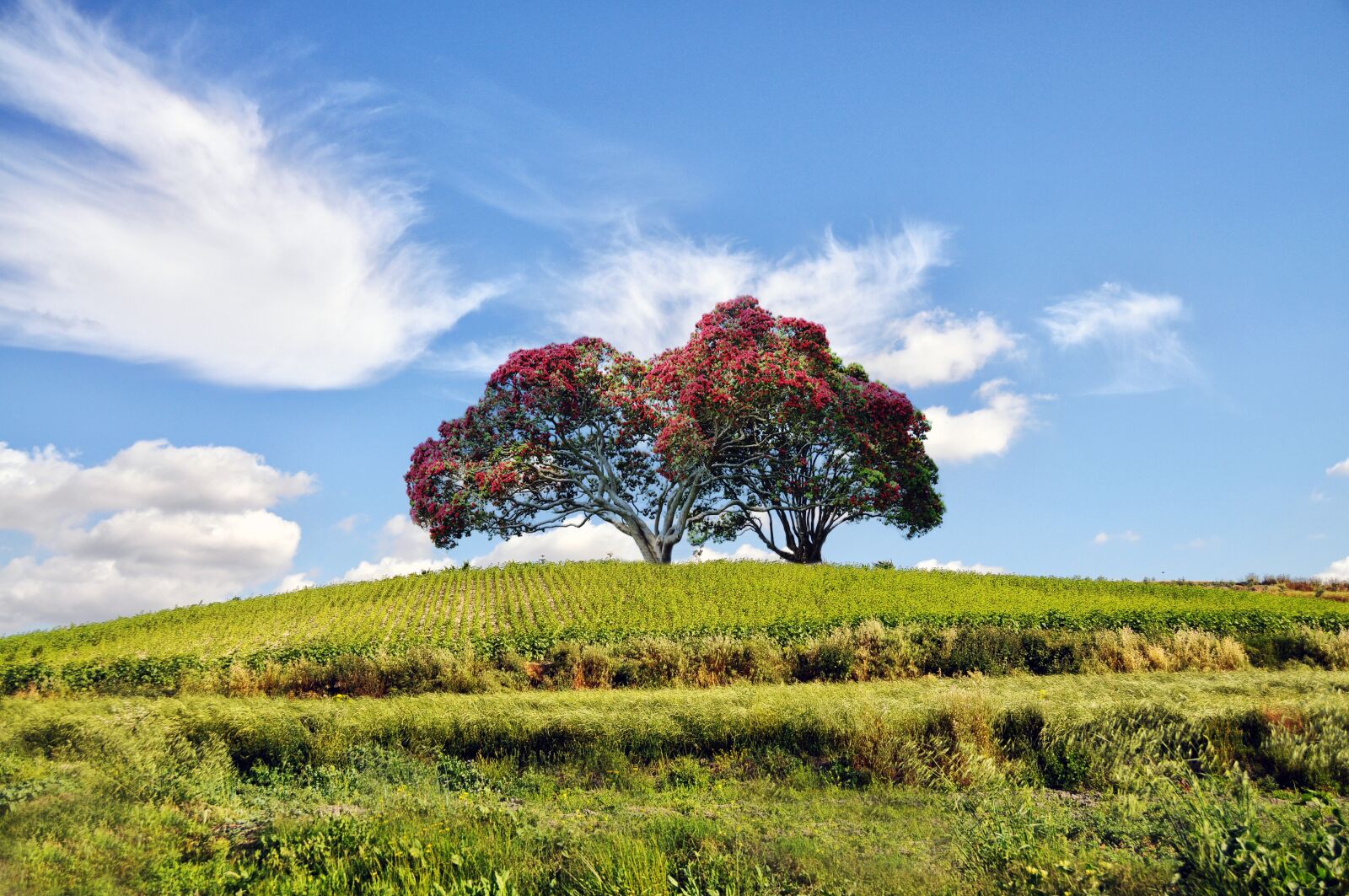 Nikon D300S sample photo. Landscape, tree, green photography