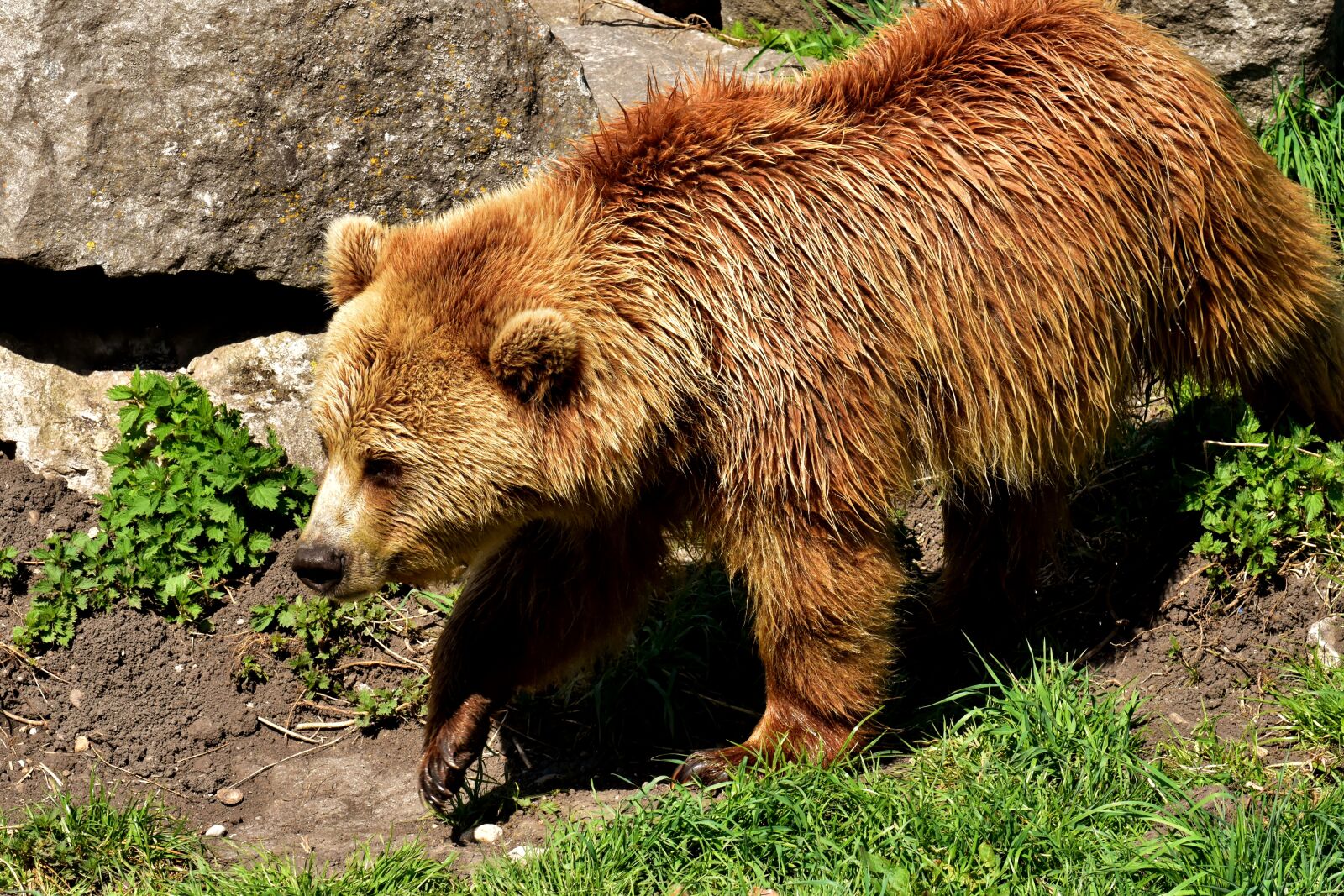 Nikon D7200 sample photo. European brown bear, brown photography