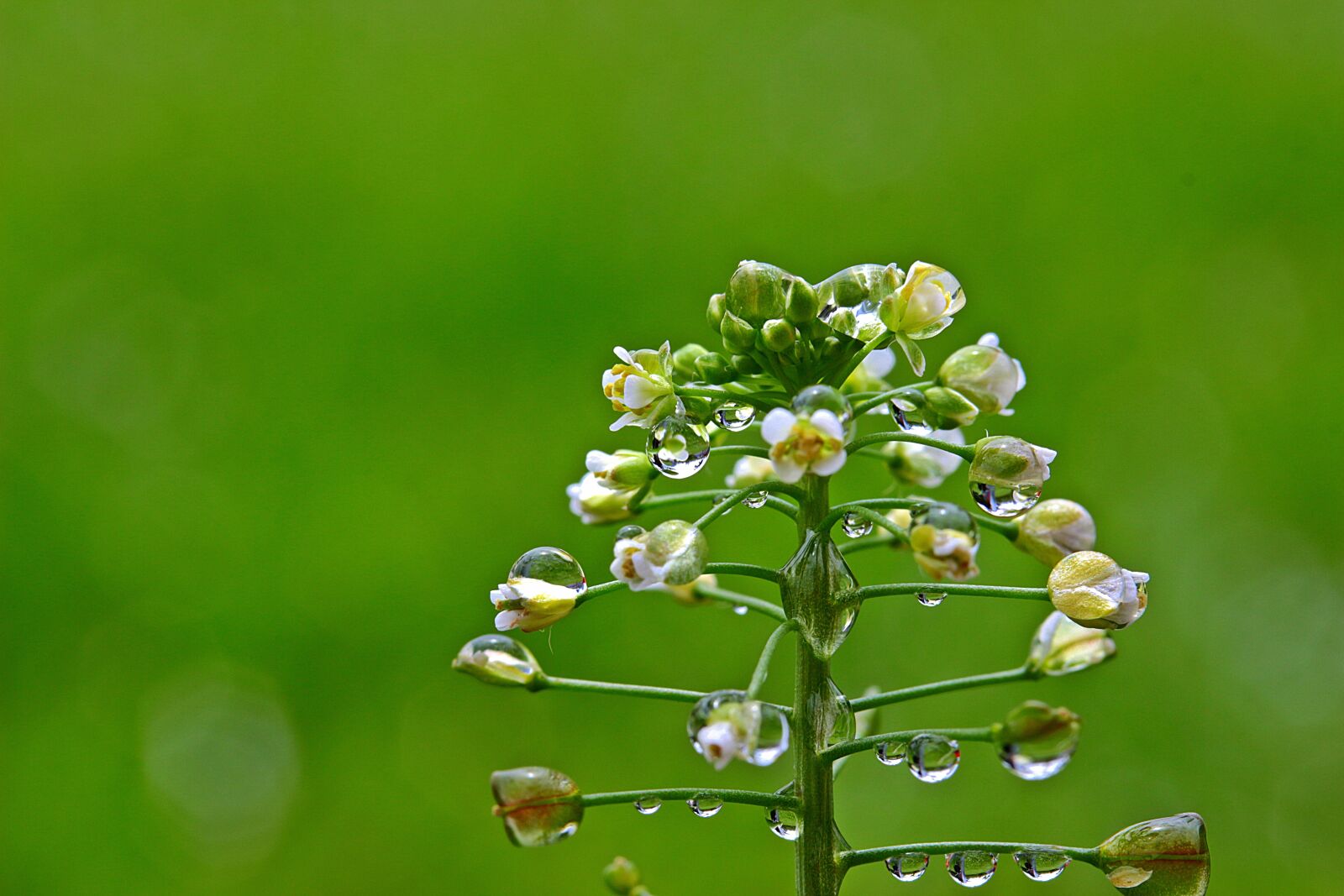 Canon EOS 650D (EOS Rebel T4i / EOS Kiss X6i) sample photo. Ordinary shepherd's purse, raindrop photography