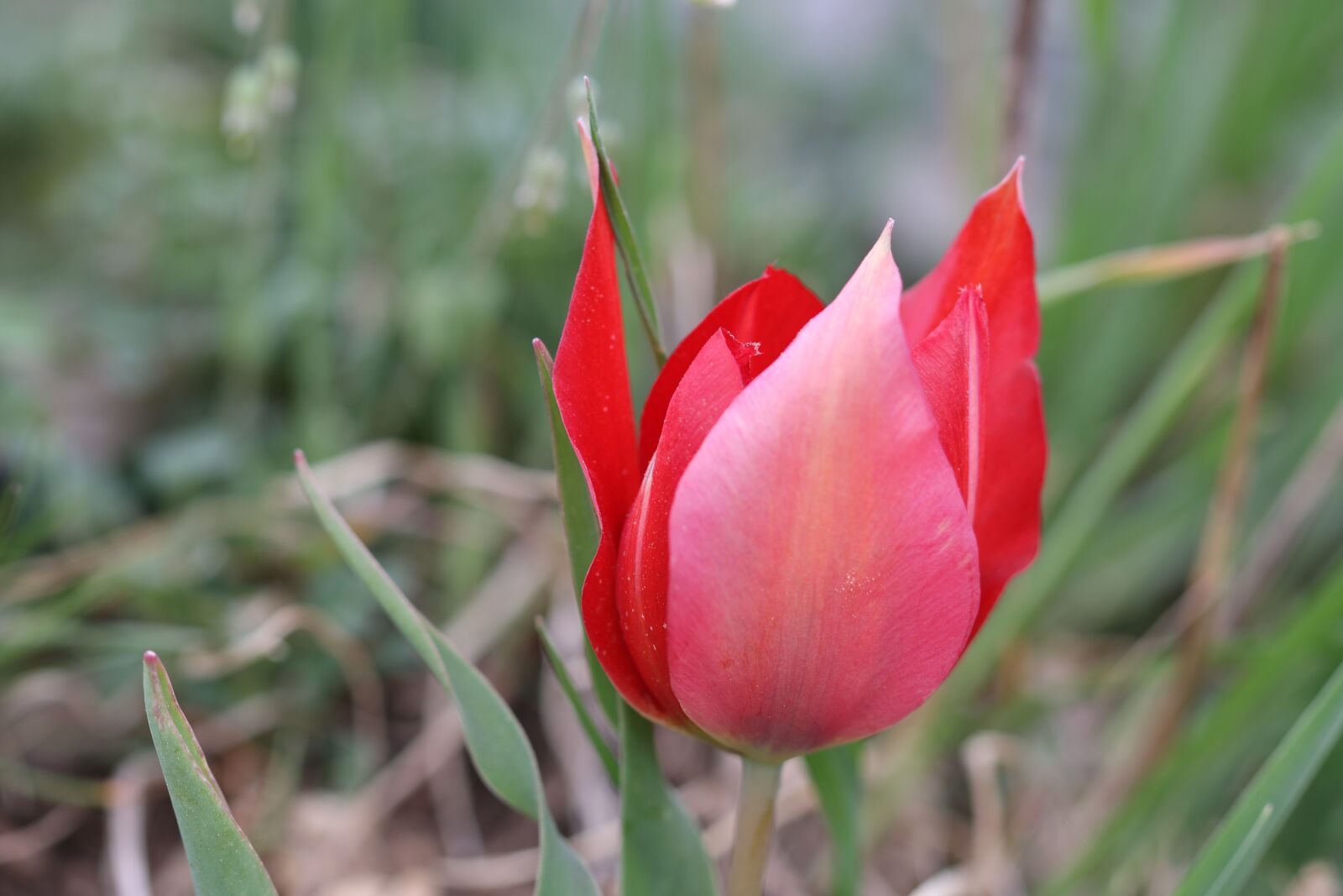 Canon EOS 70D + Canon EF 100mm F2.8 Macro USM sample photo. Tulips, green, red photography