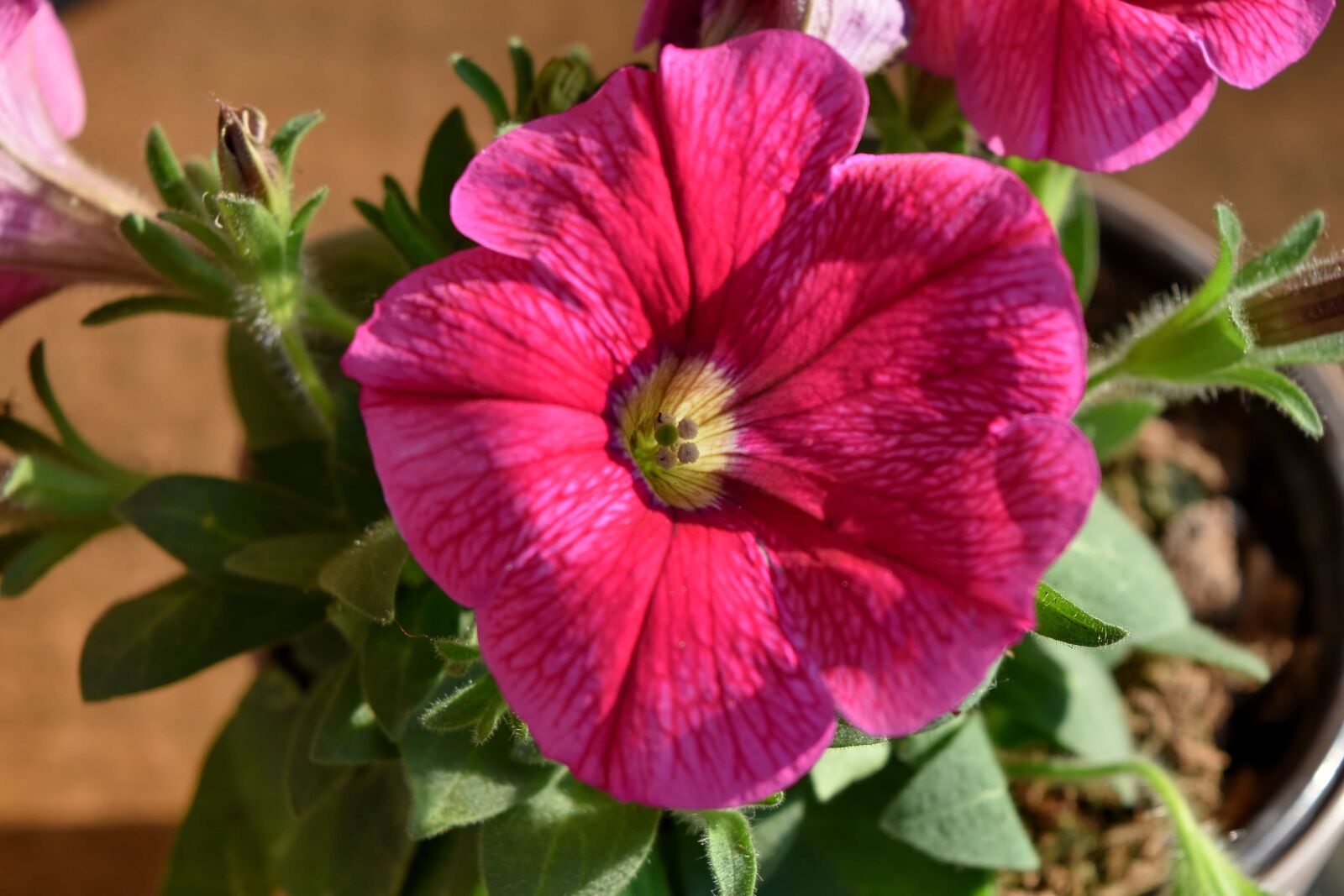 Nikon D5500 sample photo. Petals, pink, flower, petunia photography