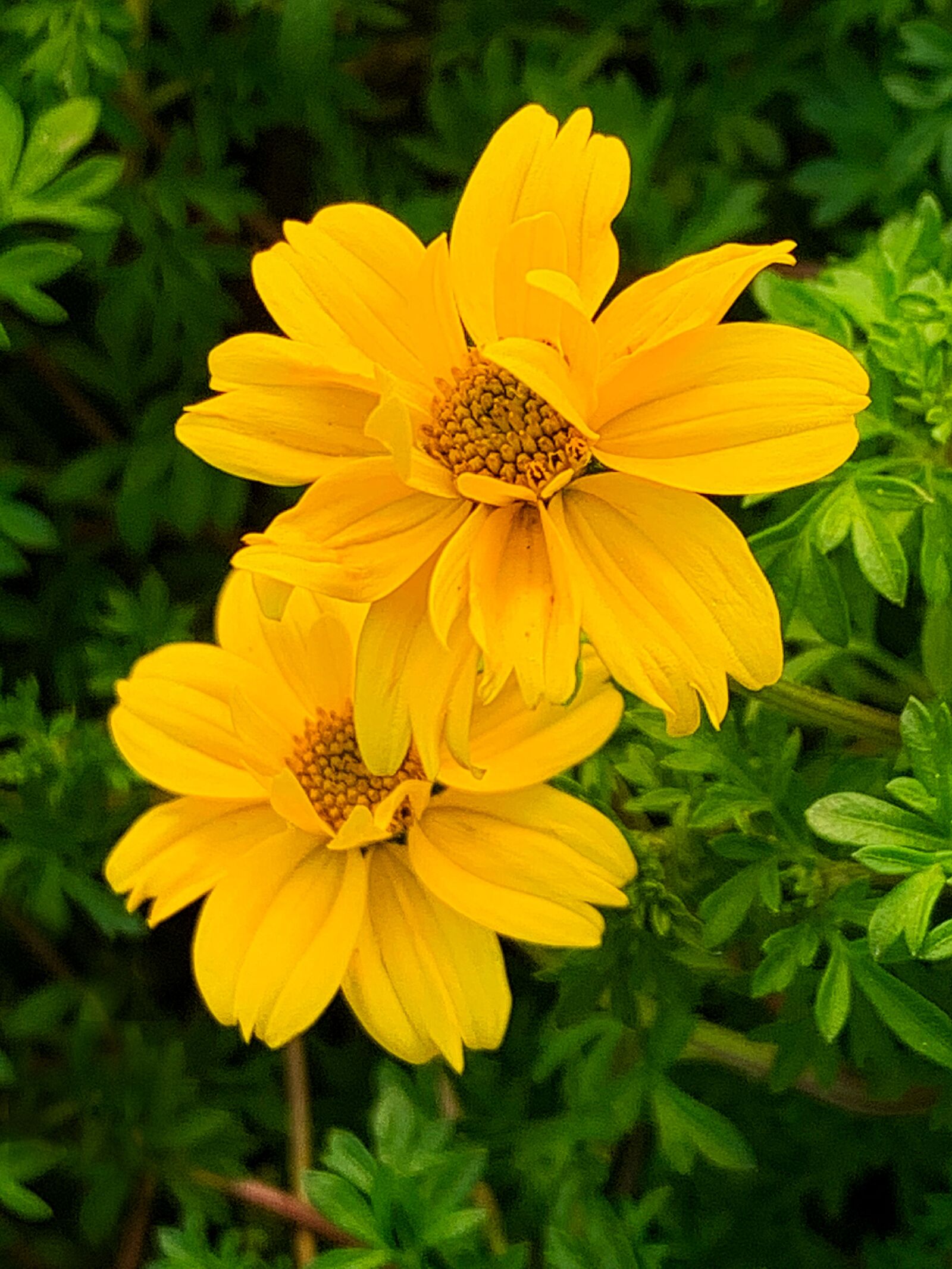 Apple iPhone XR sample photo. Petals, yellow, botany photography