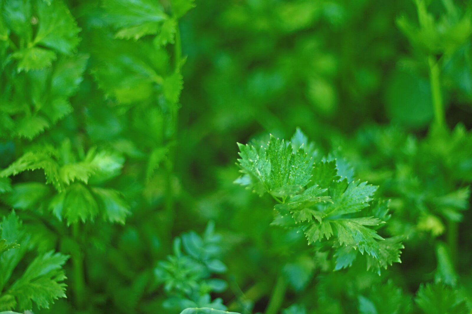 Canon EOS 700D (EOS Rebel T5i / EOS Kiss X7i) + Canon EF 50mm F1.8 STM sample photo. Parsley, green, fresh photography