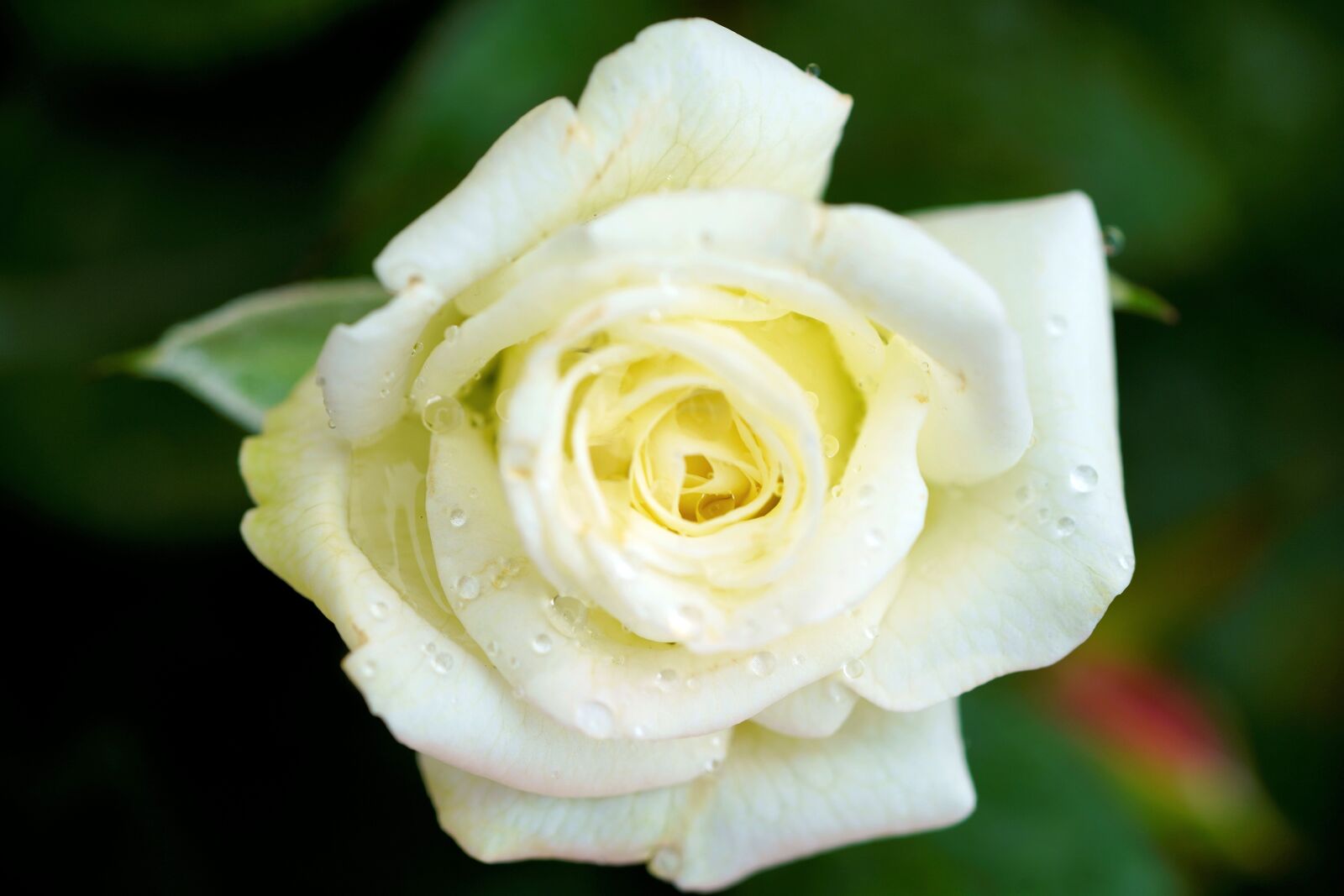 Sony FE 90mm F2.8 Macro G OSS sample photo. Romance, rose, love photography