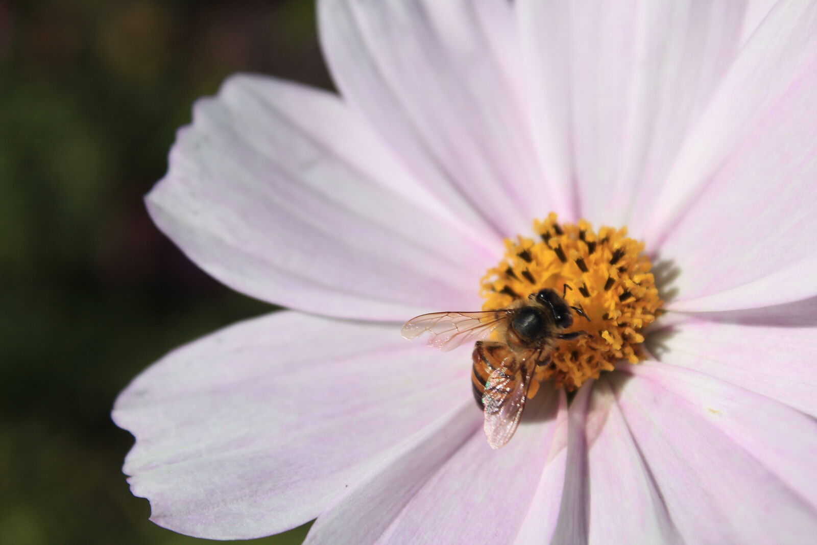 Canon EOS 1300D (EOS Rebel T6 / EOS Kiss X80) sample photo. Bee, honey, bee, pollen photography