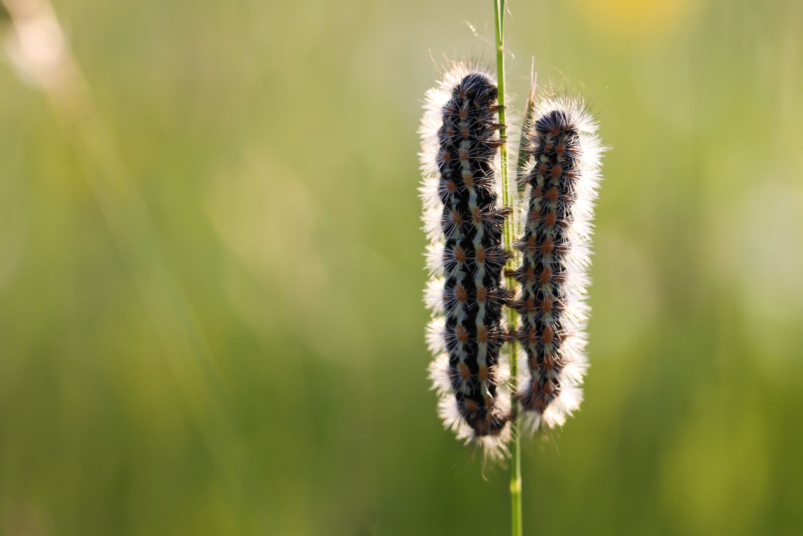 Canon EF-S 60mm F2.8 Macro USM sample photo. Caterpillar, nature, meadow photography