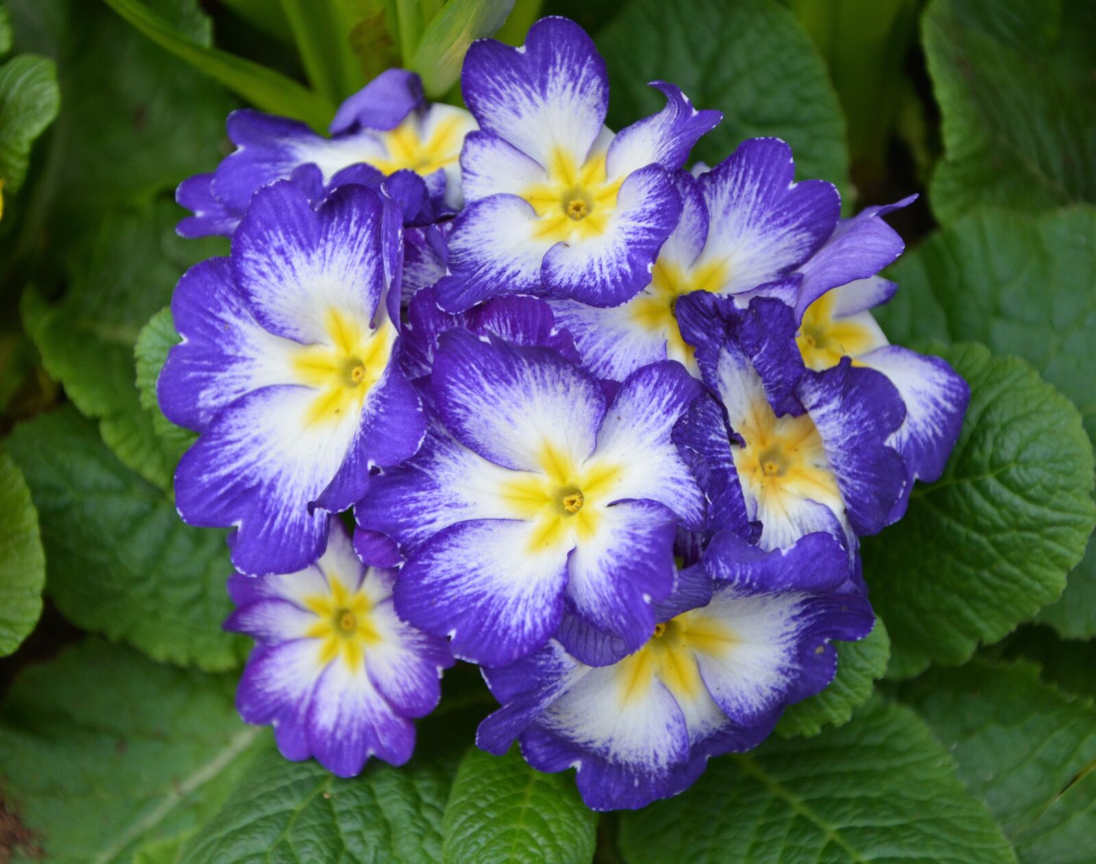 Nikon D5200 sample photo. Flowers, flower, primrose blue photography