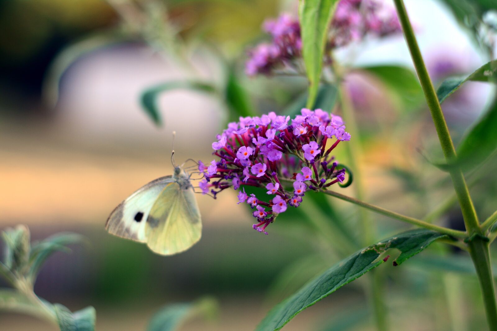 Nikon D5200 sample photo. Buddleja davidii, blossom, bloom photography