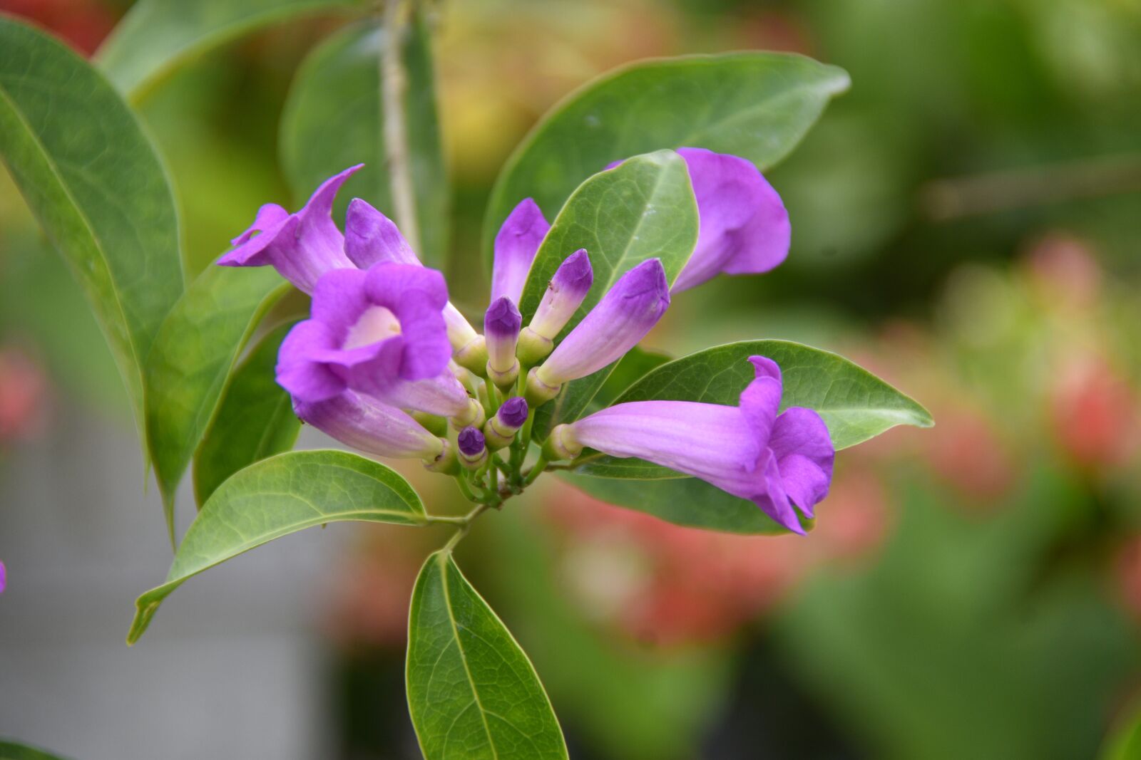 Nikon D7200 sample photo. Flower, the leaves, spike photography