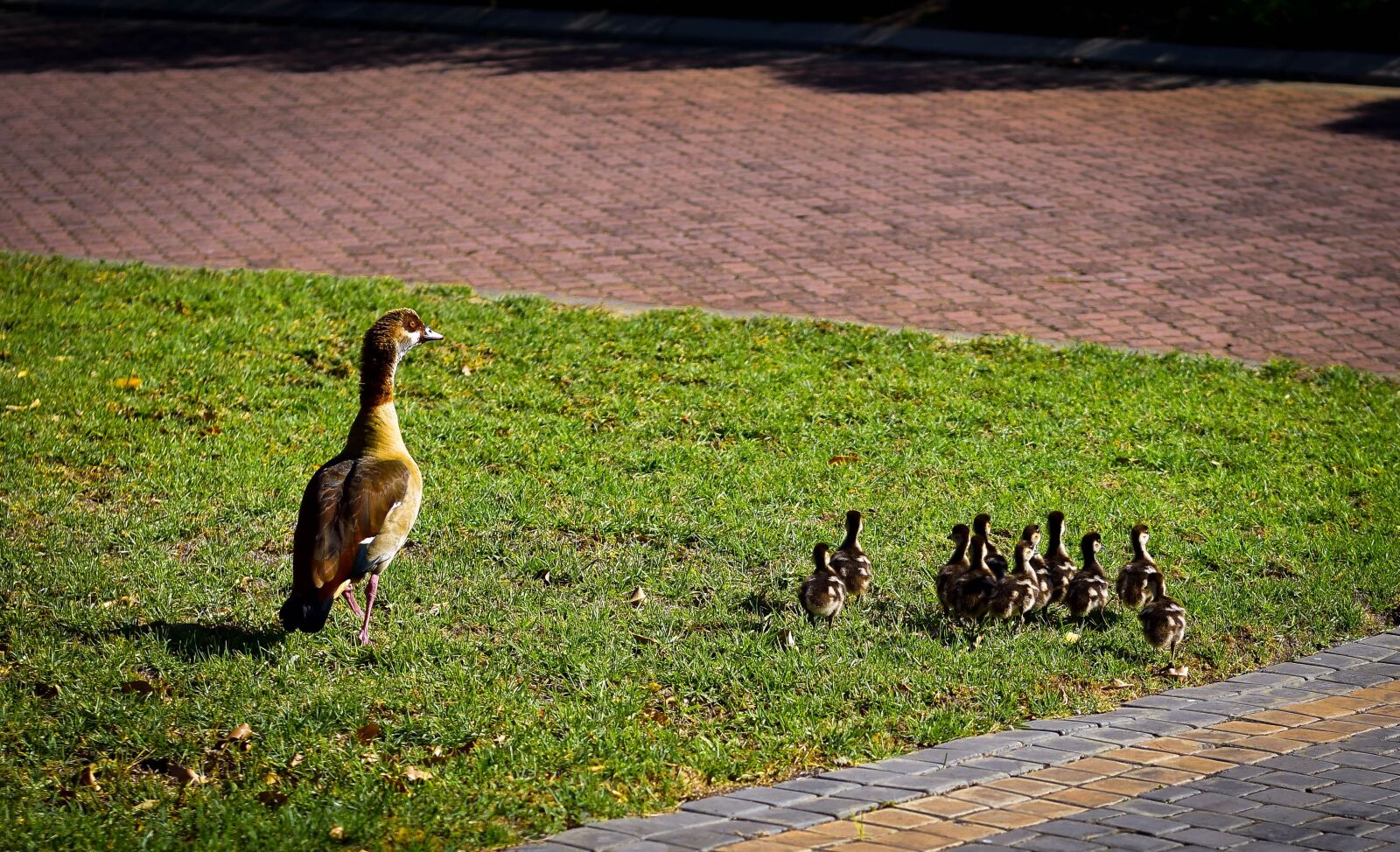 Nikon D5500 sample photo. Egyptian geese, family, gaggle photography