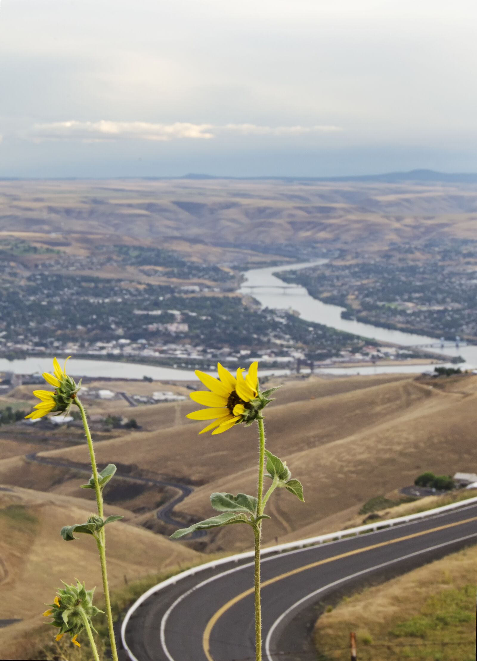 Nikon D5100 sample photo. Yellow flowers, lewiston idaho photography
