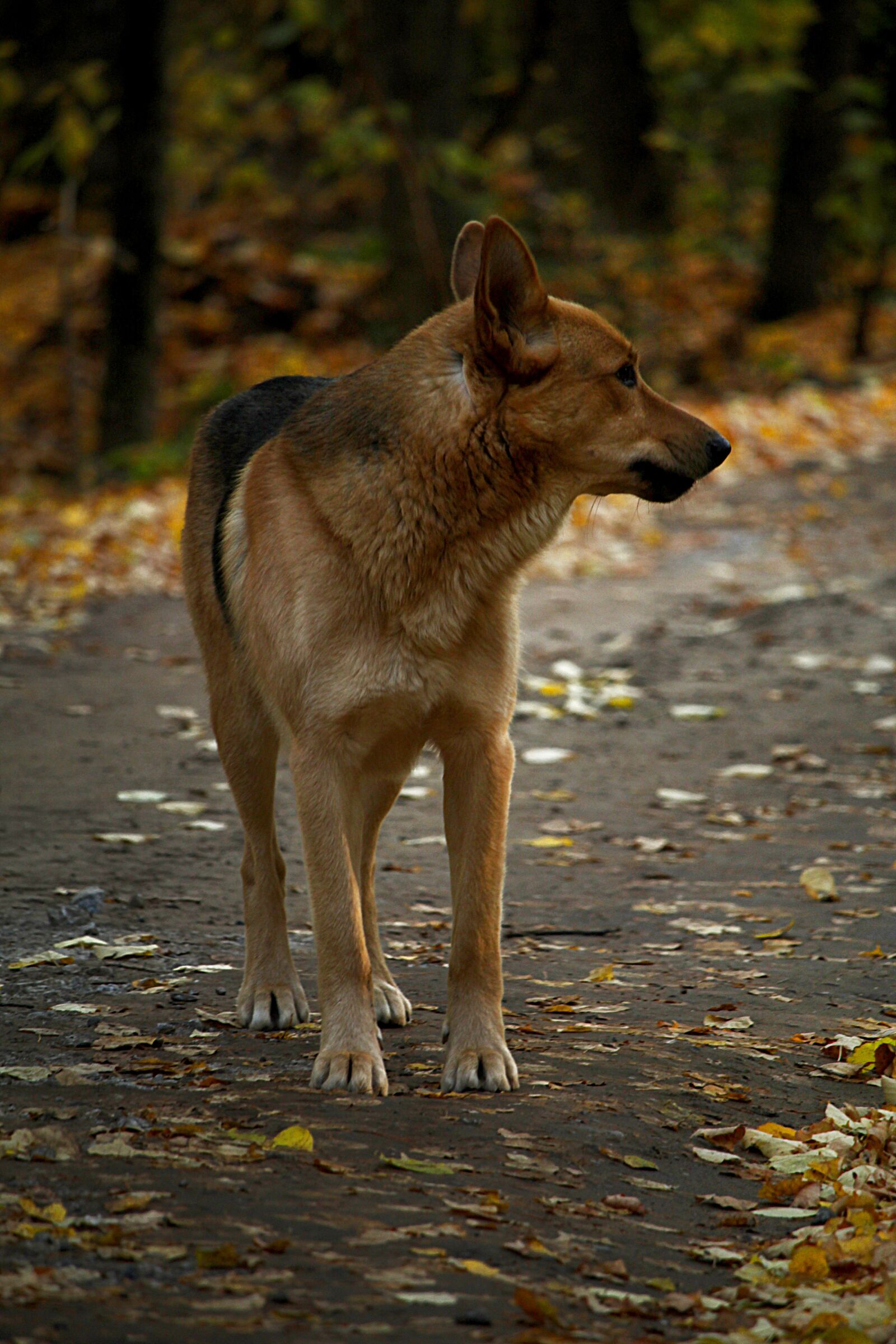 Canon EF-S 55-250mm F4-5.6 IS STM sample photo. Dog, autumn, path photography