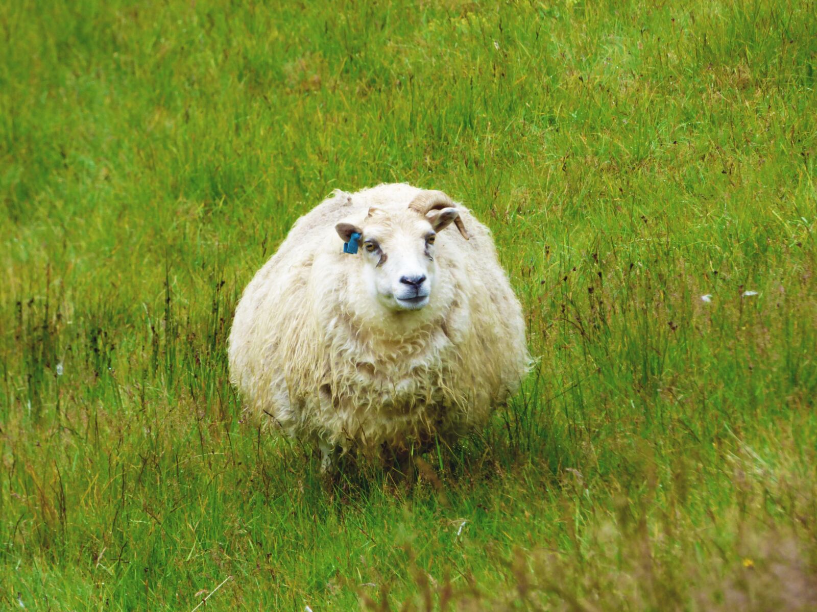 Panasonic Lumix DMC-FZ70 sample photo. Sheep, iceland, wool photography